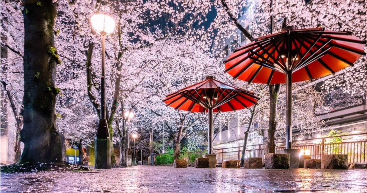 現実味がないほど美しい 雨に濡れた地面に咲き誇る「京都の