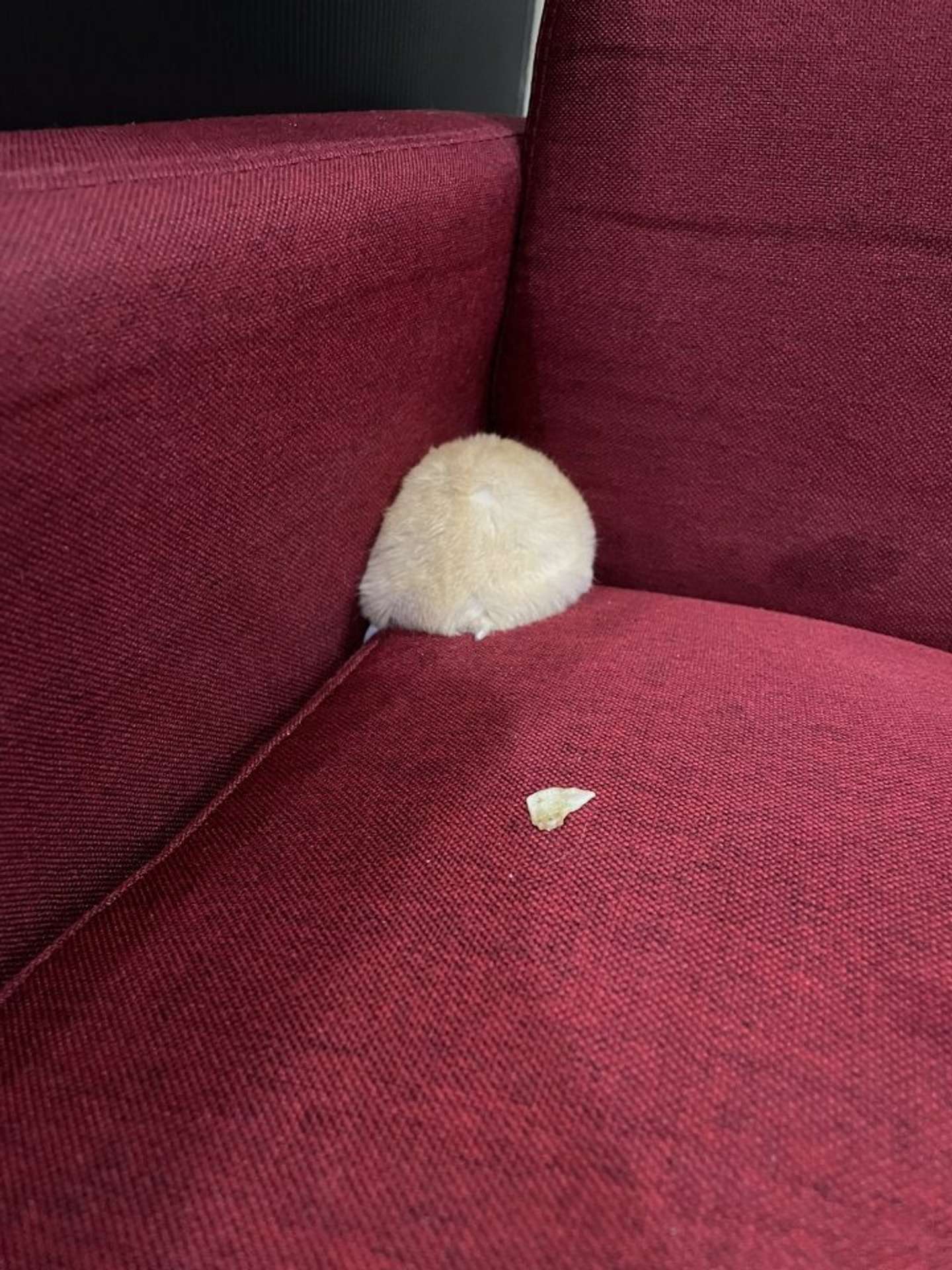 怒っちゃった...（画像提供：おかゆが大好き(＠okayuperopero)さん）