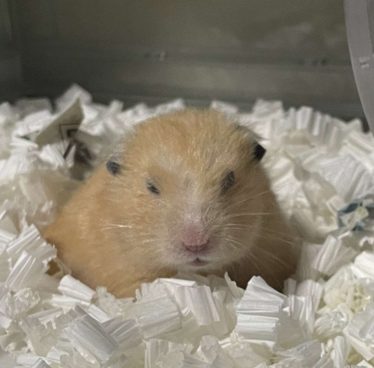 通常のむぎ君（画像提供：おかゆが大好き(＠okayuperopero)さん）