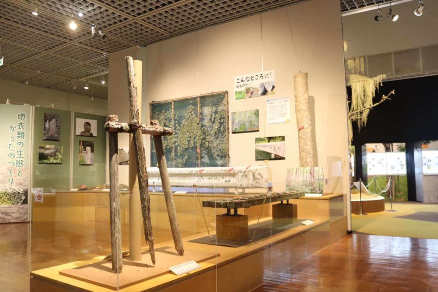 Jタウンネット記者撮影、茨城県自然博物館にて