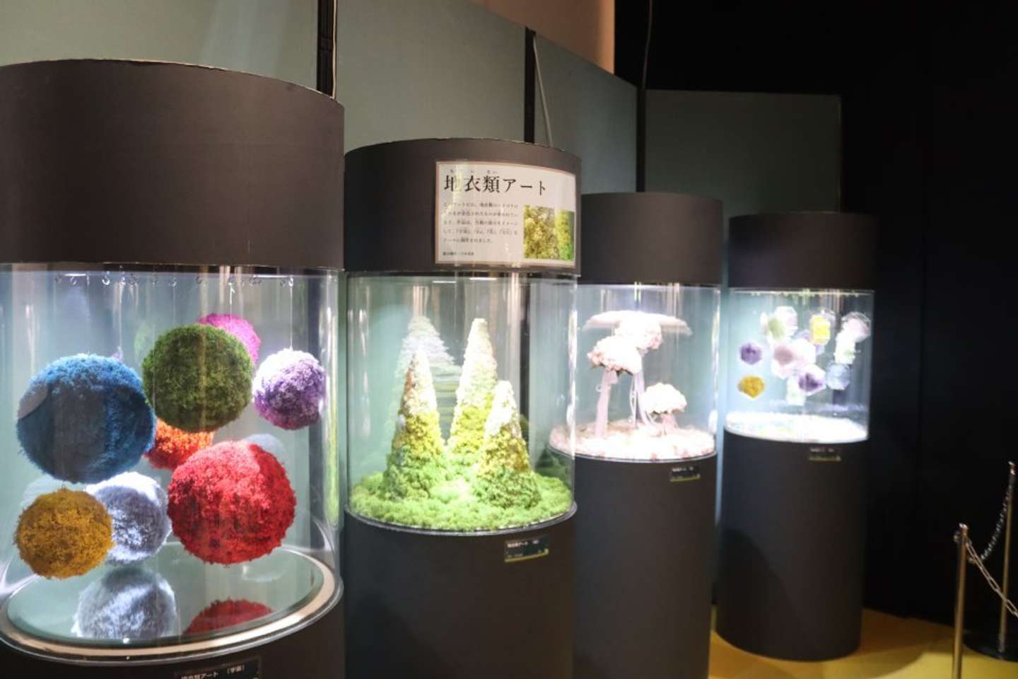 入口にある地衣類「ハナゴケ」を着色して作ったアートで、それぞれ「宇宙」「山」「花」「宝石」がテーマ。映える