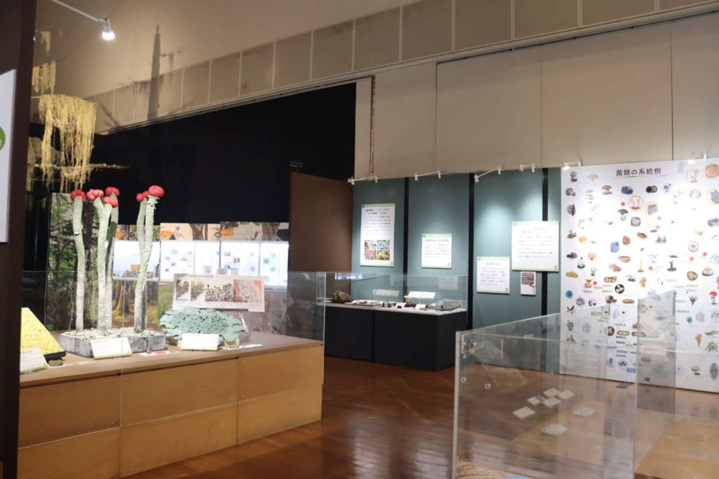 地衣類がいっぱいだぁ