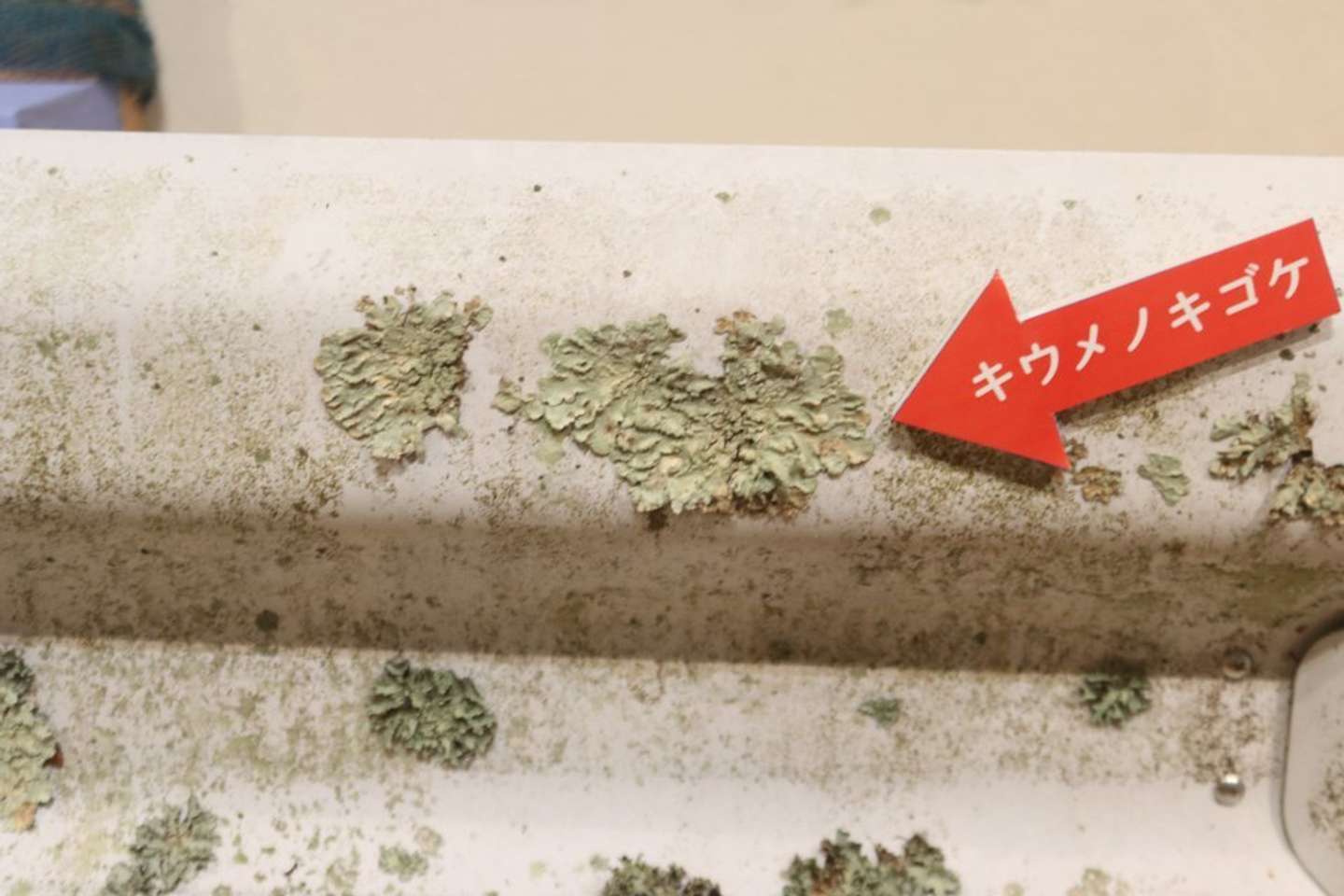 ガードレールに付いていたキウメノキゴケ。