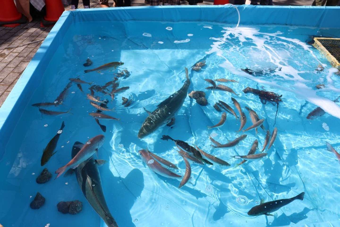 ステージ横の特別漁場にはブリや伊勢海老、サザエなど、たくさんの魚が悠然と泳いでいる
