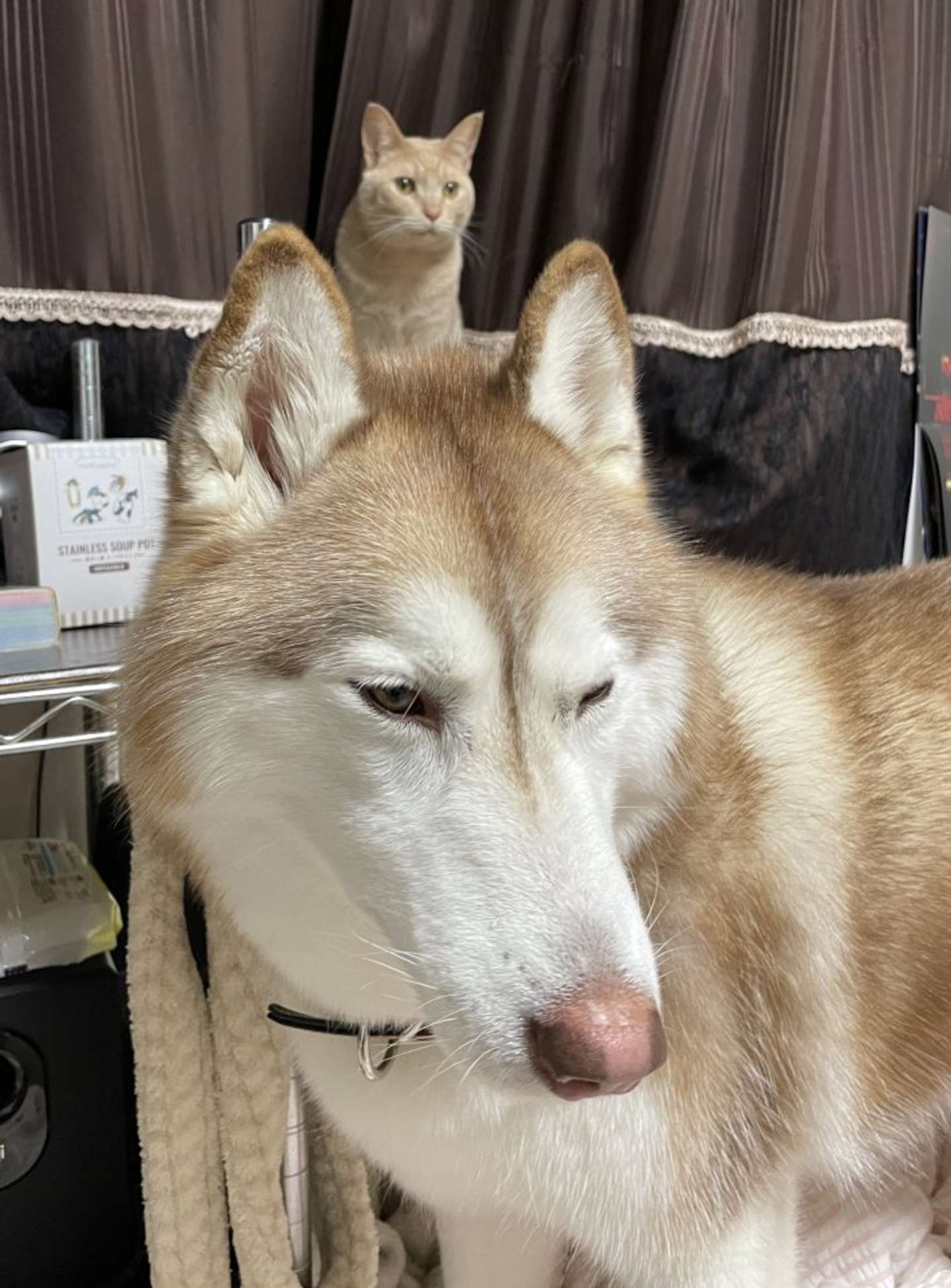 にょきっ（画像提供：ハマジ（＠xxhama2）さん、以下同）