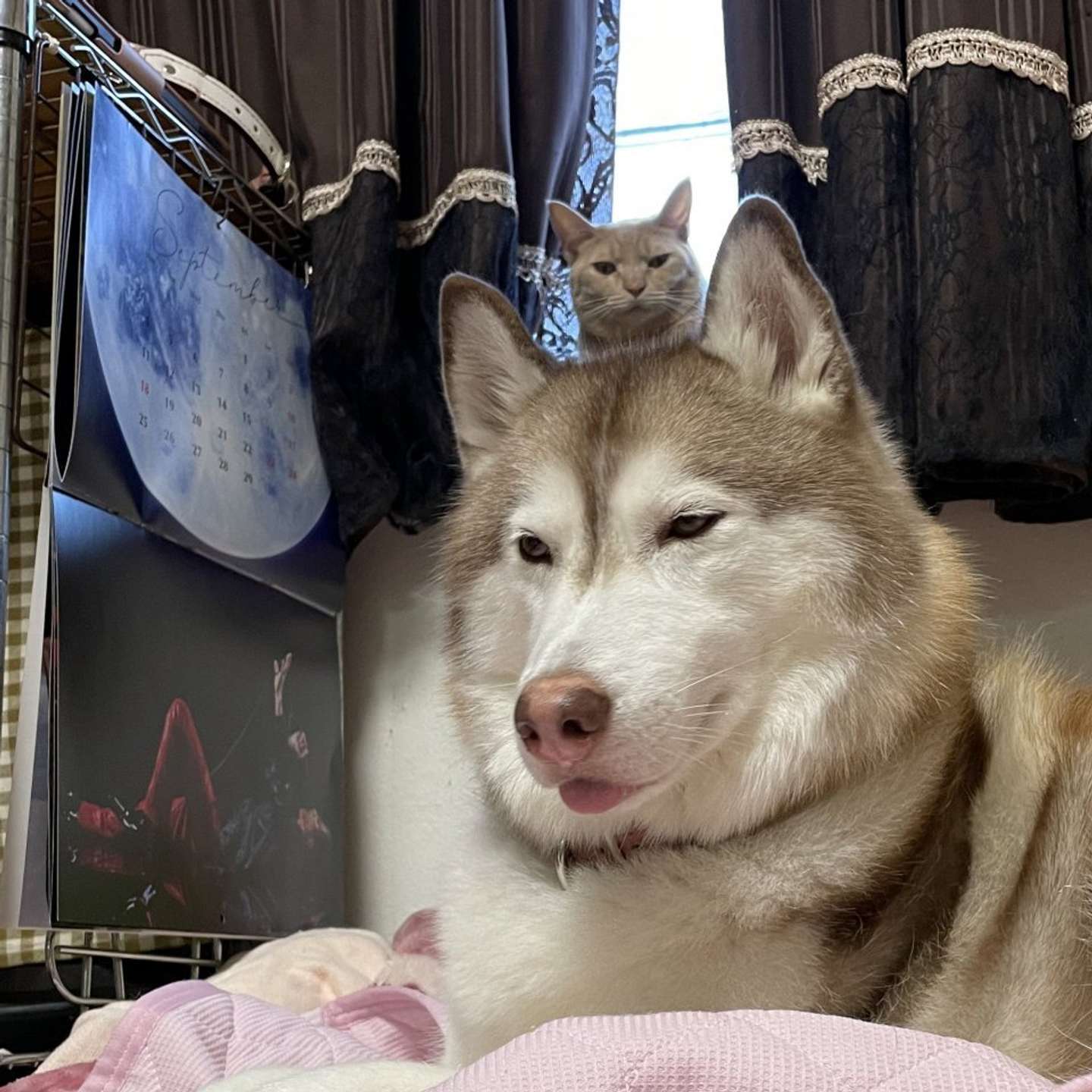 たまに生えてるらしい（画像はハマジさんの2023年9月23日の投稿より）