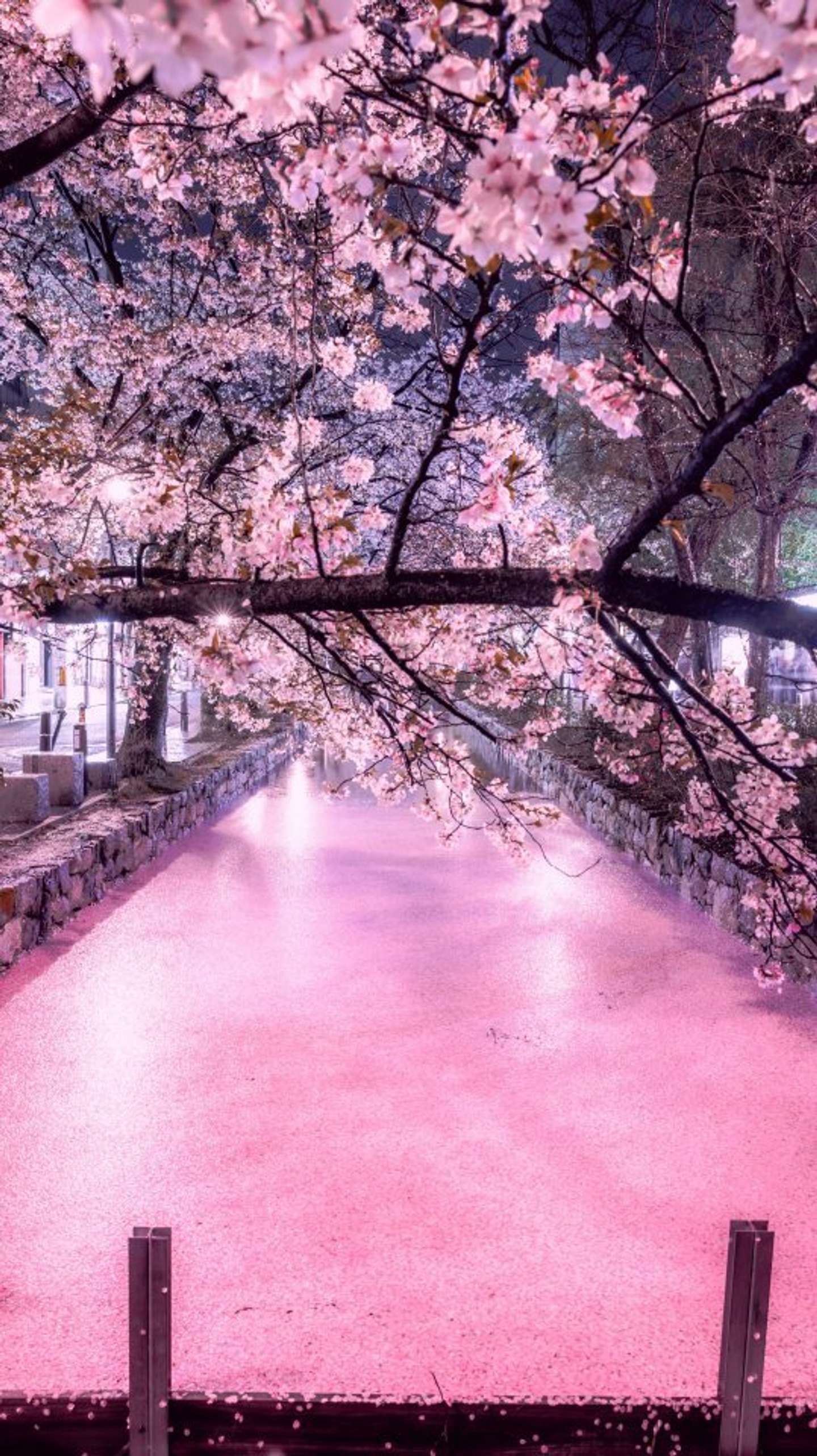 まっすぐ続く「桜カーペット」が美しい 京都の雨夜を彩った花筏に反響