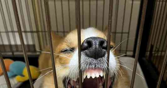 胴体だけじゃなかったんだ! 猛抗議中のコーギーが見せた長すぎる〝アレ〟が話題に