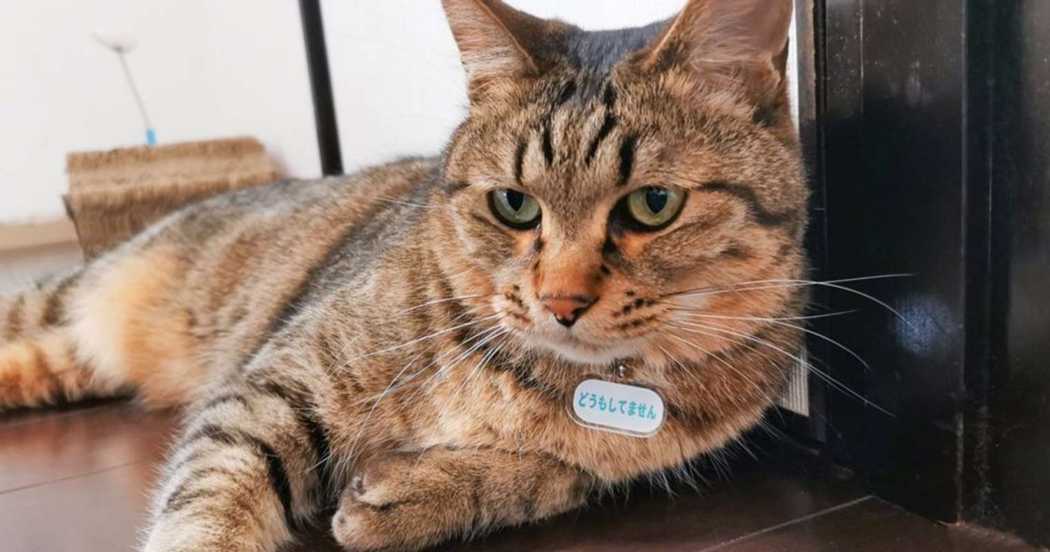 猫の首輪に付けられた〝まさかの一言〟に4.2万人共感　「うちのニャンも思ってそう」「どうかしてるのは人間の方」｜Jタウンネット
