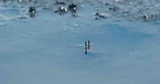 画像はハエ目ハルカ（＠haemoku_haruka）さん提供