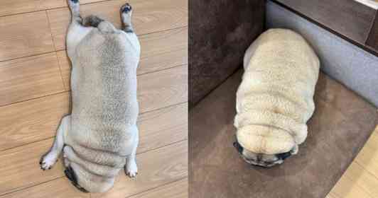 画像は＠motimarukunさん提供