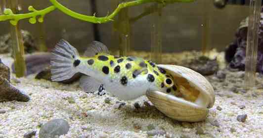 画像はなおり（＠Naori_L）さん提供