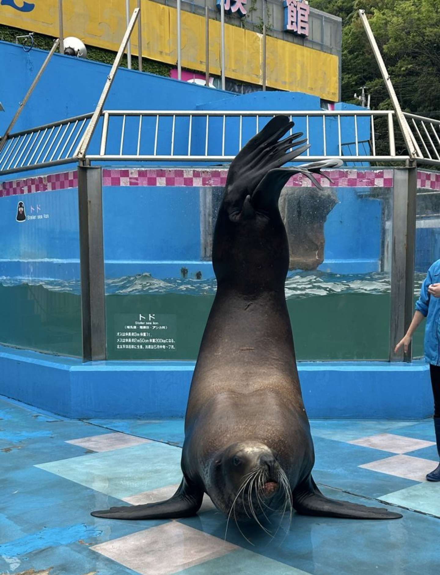 すごーい！（画像はmiki（＠hayatosan714）さん提供）