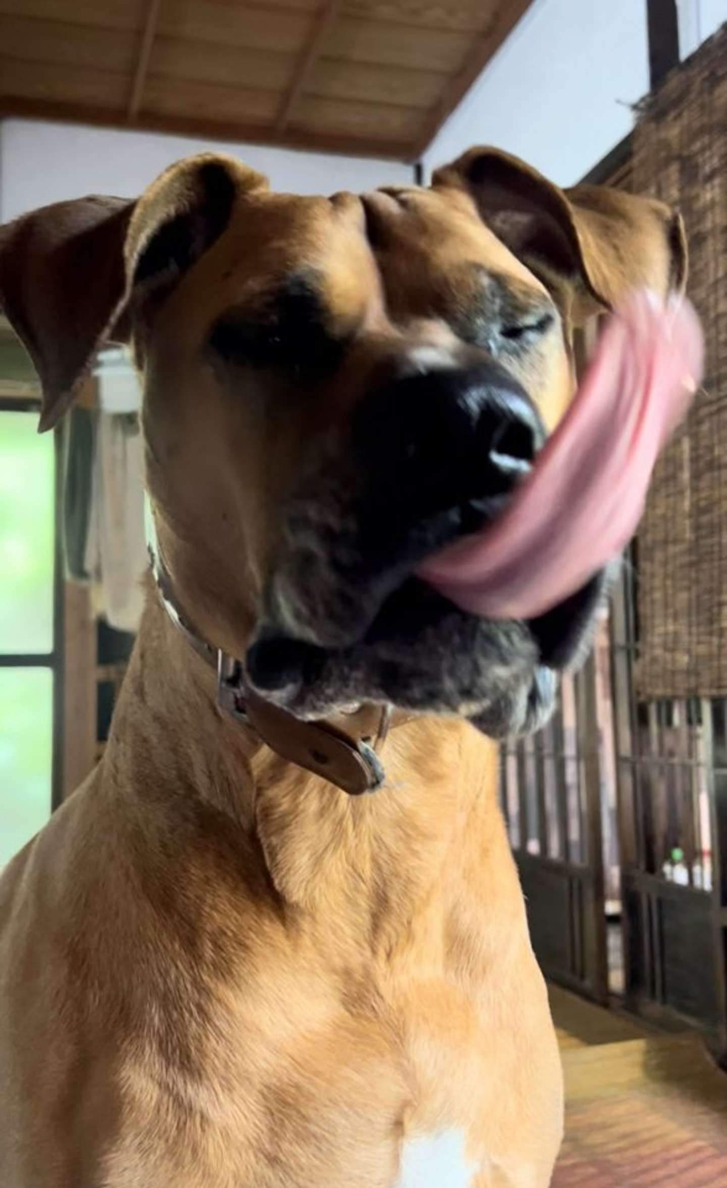 翌朝も鮭を食べ、その美味しさを伝えにきたアギトちゃん（画像は＠6464prprさん提供）