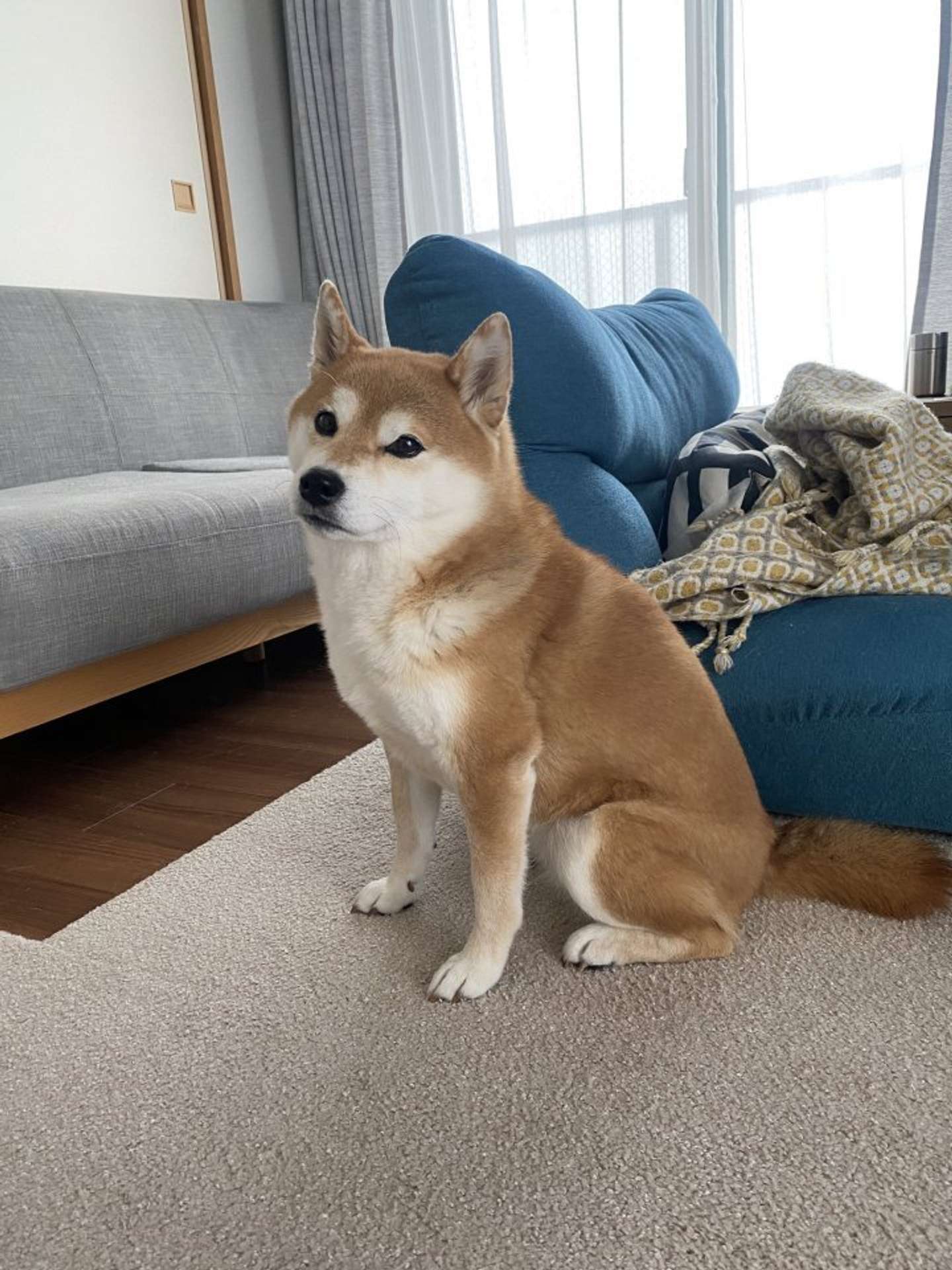 3月で6歳になったひるねさん（画像は＠ohirune190303さんの投稿より）
