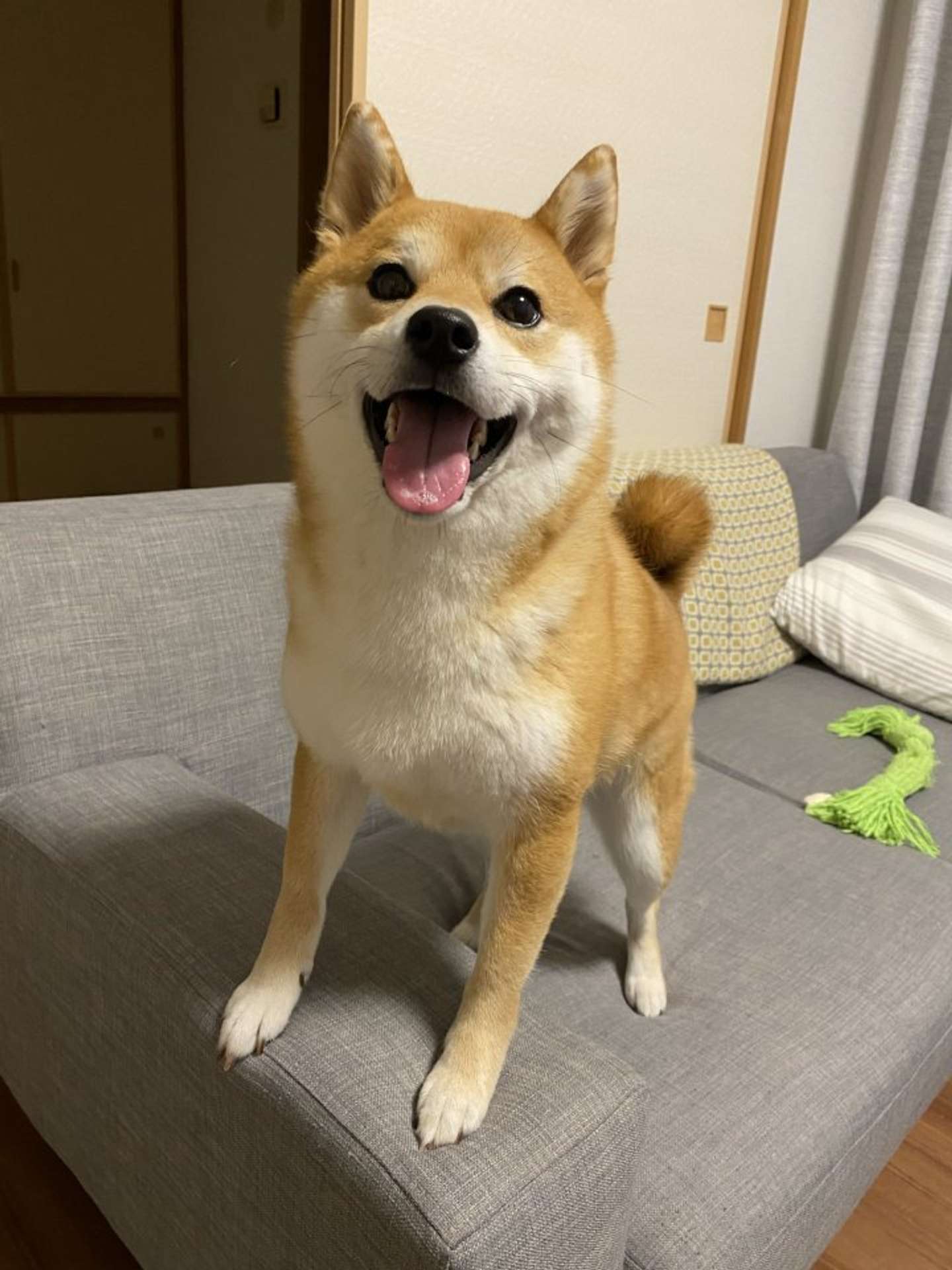 いい笑顔！（画像は＠ohirune190303さんの投稿より）
