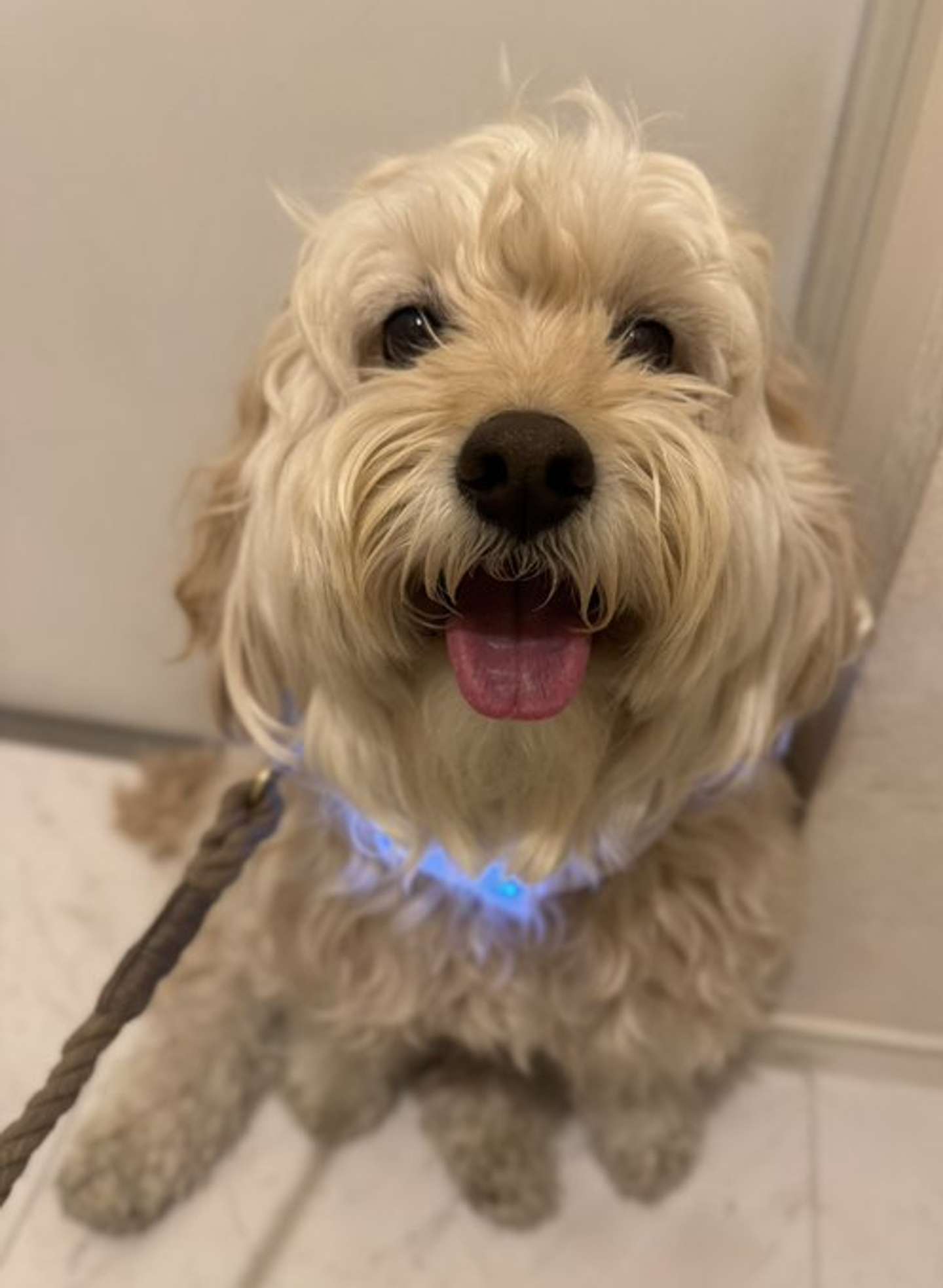 普段のかまぼこさん（画像は＠kamamama24さんの投稿より）