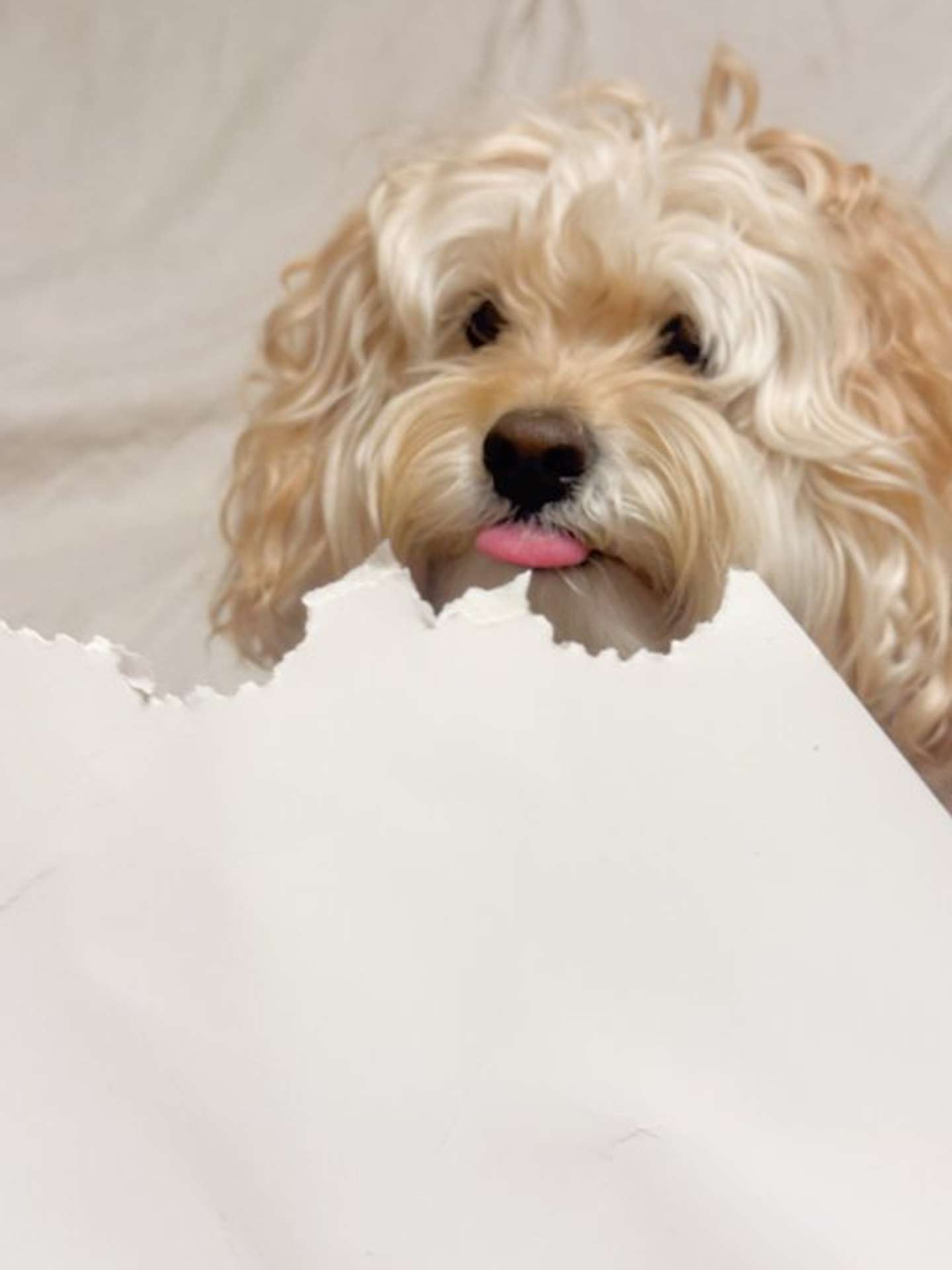 歯形をつけたかまぼこさん（画像は＠kamamama24さんの投稿より）