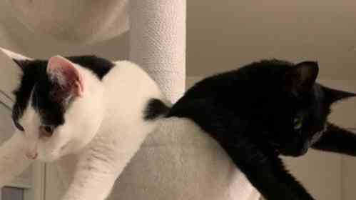 きょうだいニャンコの見事すぎる〝シンクロ〟に4.3万人もん絶 「かわいい~」「仲が良いね」