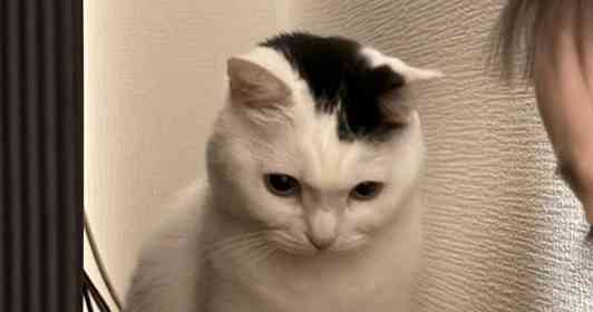 1歳児&猫を魅了した〝モノ〟に36万人驚がく 静かにしてると思ったら...「可愛すぎる」「親友やん」