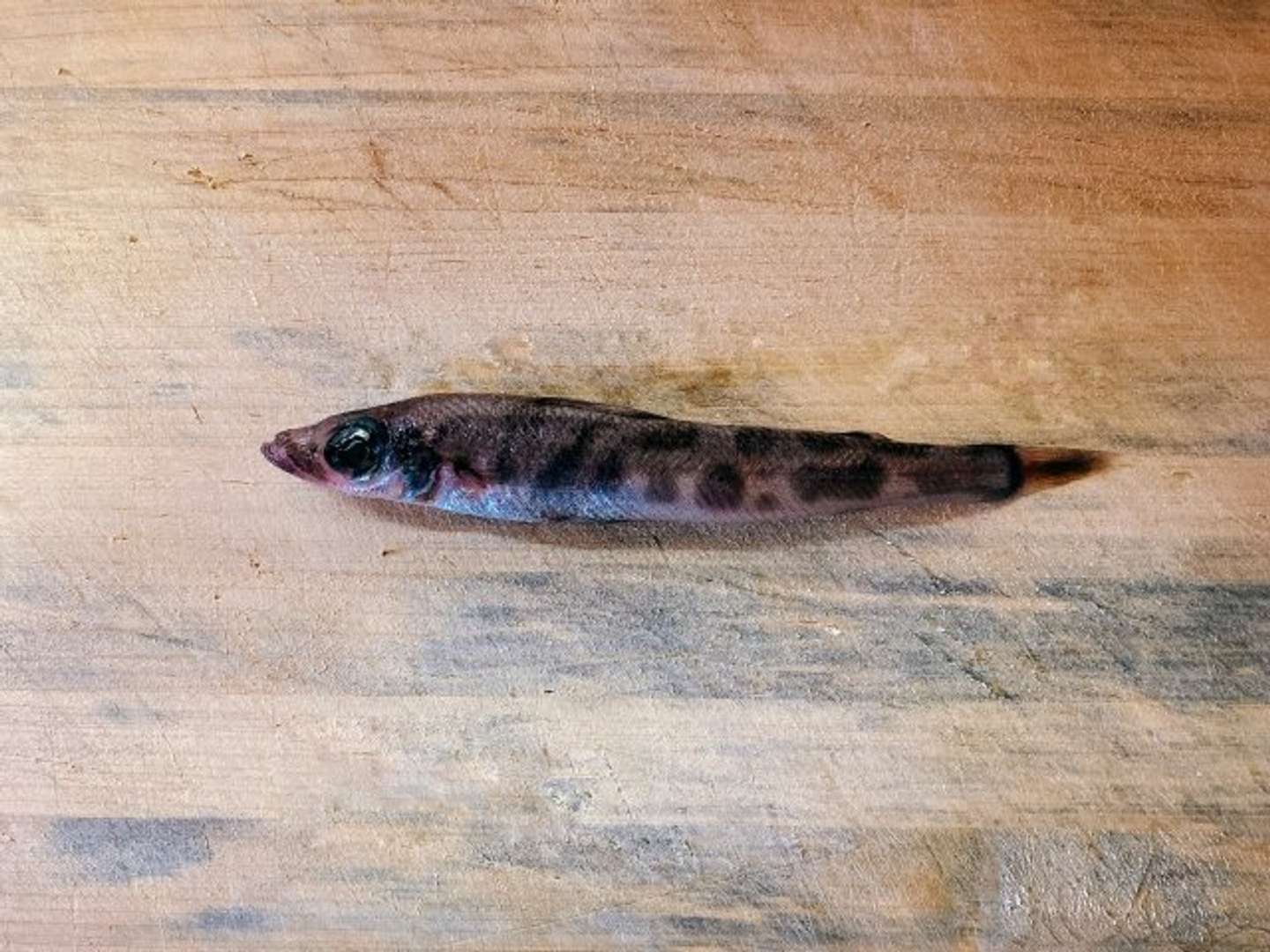 これが魚のめひかり（画像はPhotoACより）