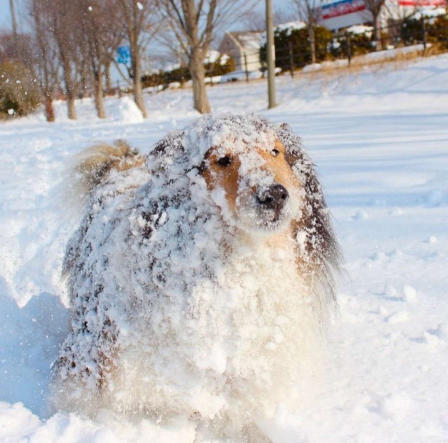 ひんやり（画像はぷるころ（＠pull_colo）さん提供）