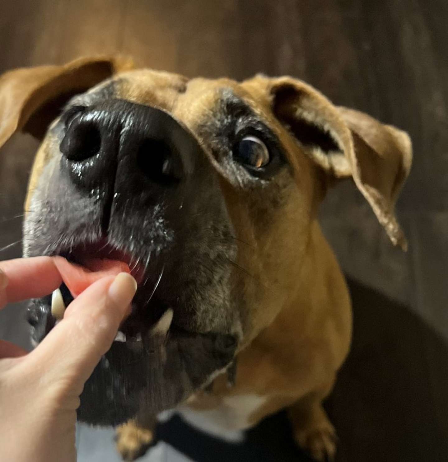 普段のアギトさんは食いしん坊で甘えん坊（画像は＠6464prprさんの投稿より）