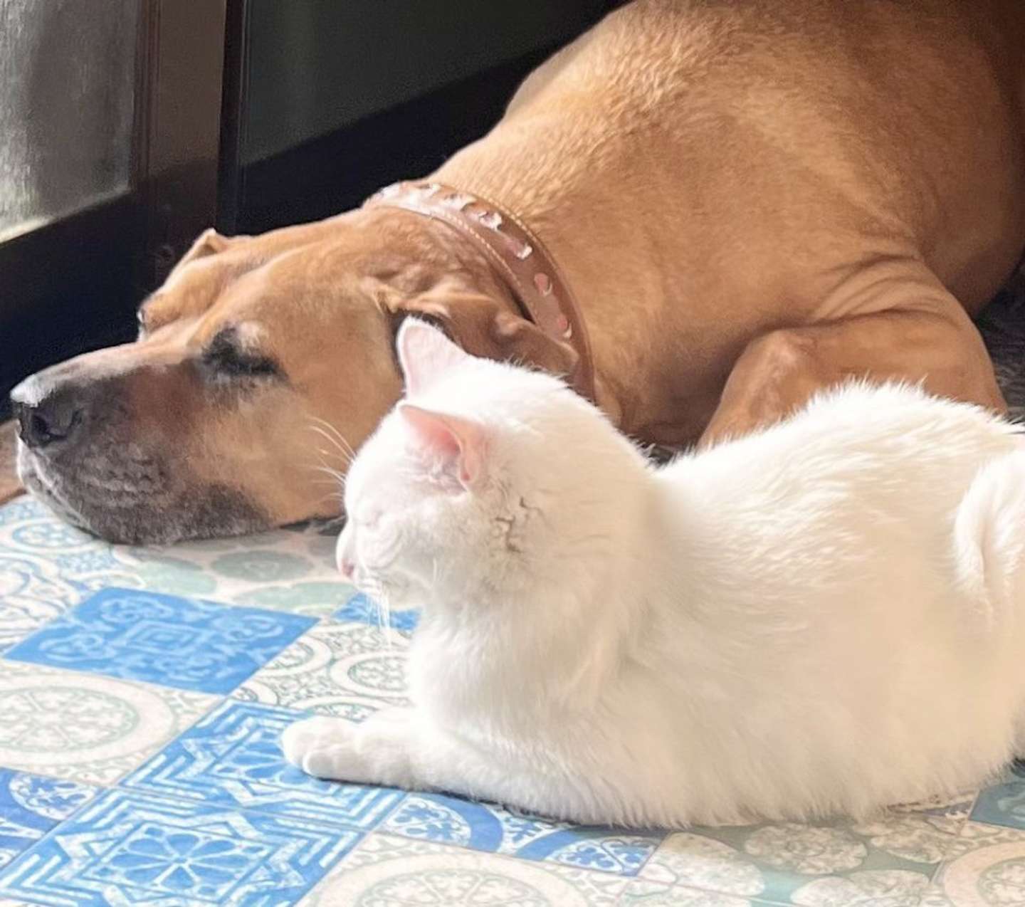 普段のアギトさんとネコリアンさん（画像は＠6464prprさんの投稿より）