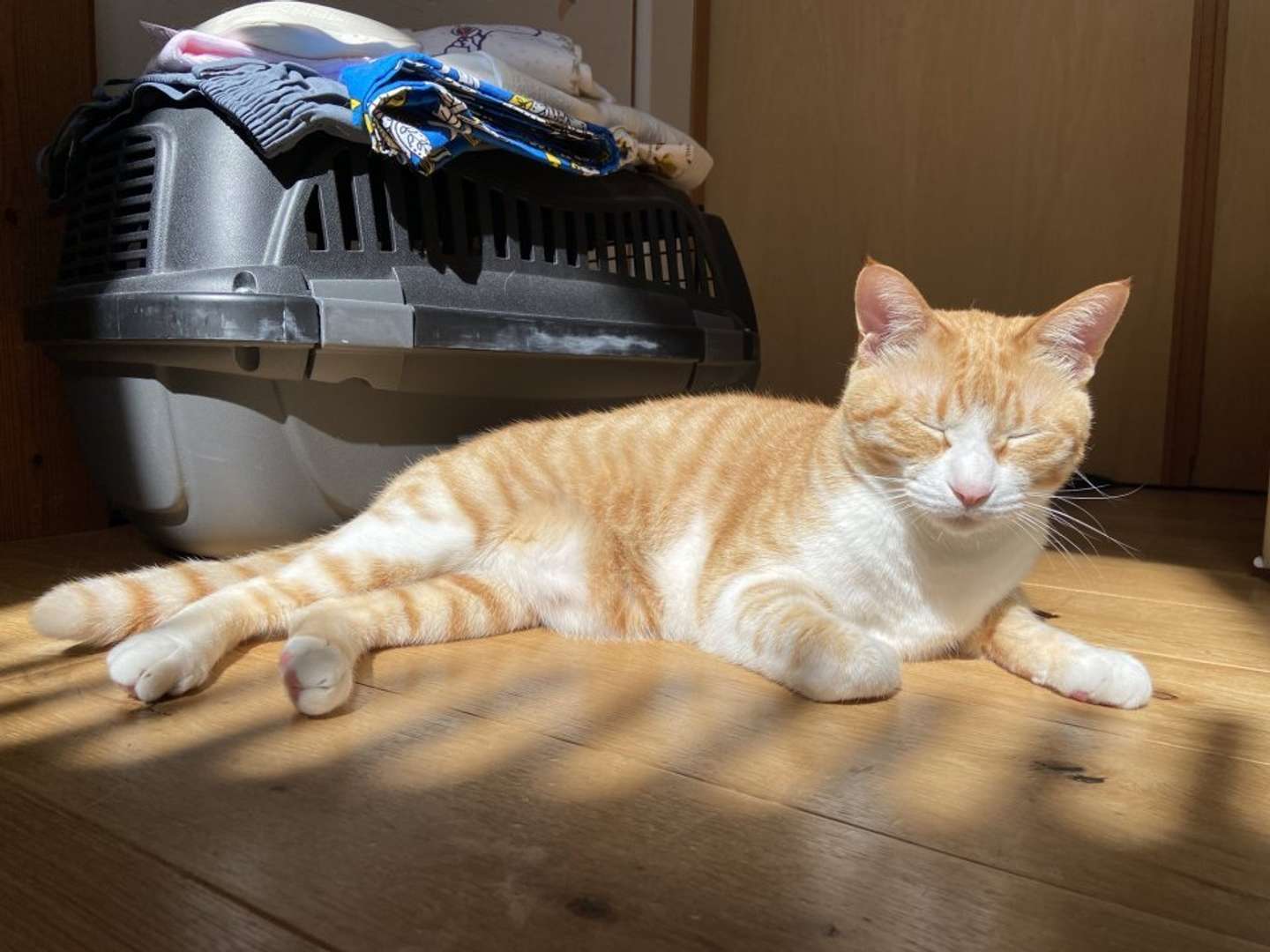 茶トラのマメさん（画像提供：永野さん）