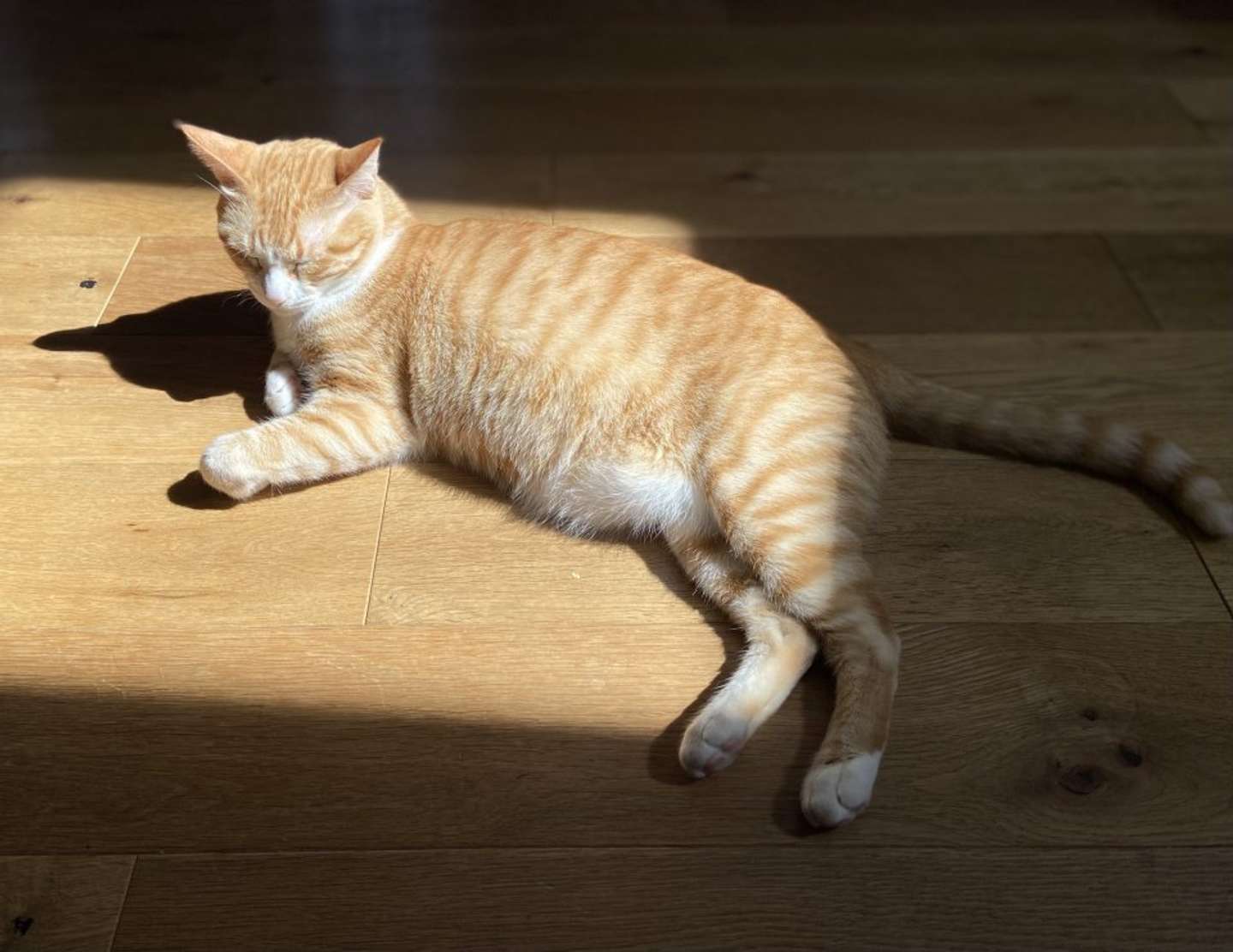太陽の動きに合わせてゴロゴロ（画像提供：永野さん）