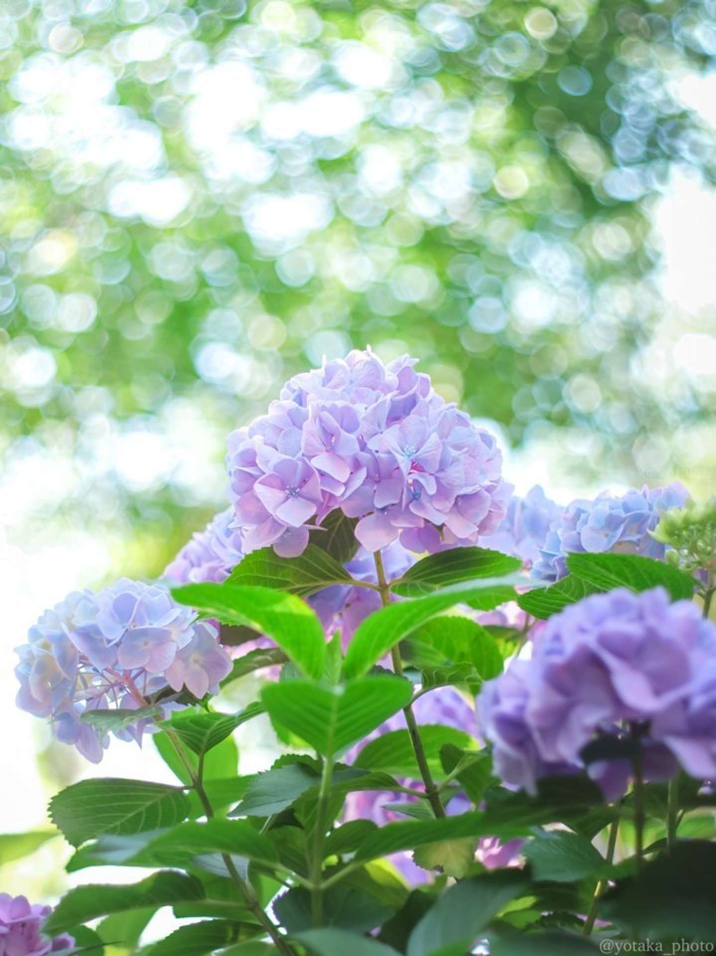 ハートのアジサイを探して（画像はよたか＠yotaka_photoさんの投稿より）