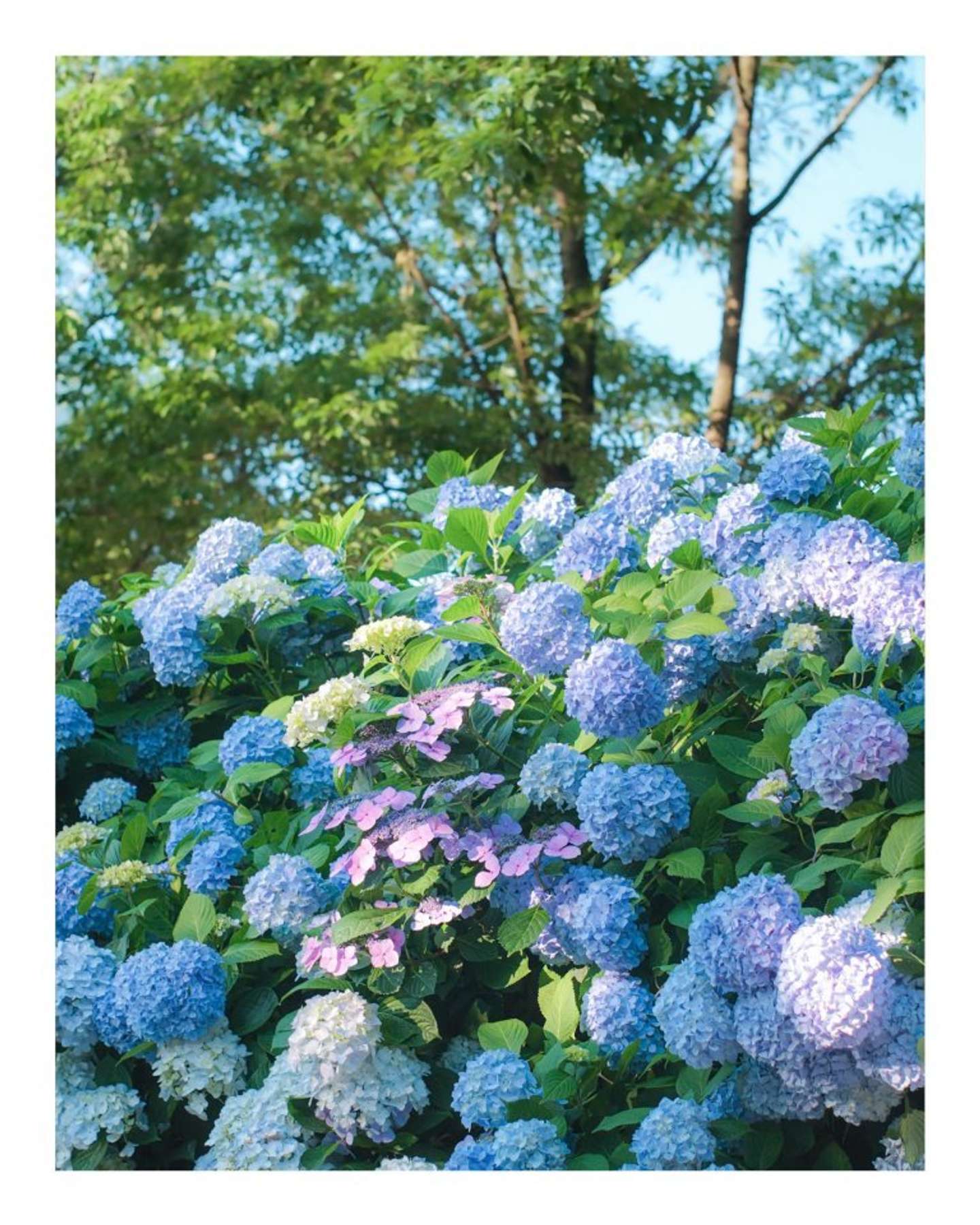 毎年ハート型を探している（画像はよたか＠yotaka_photoさんの投稿より）