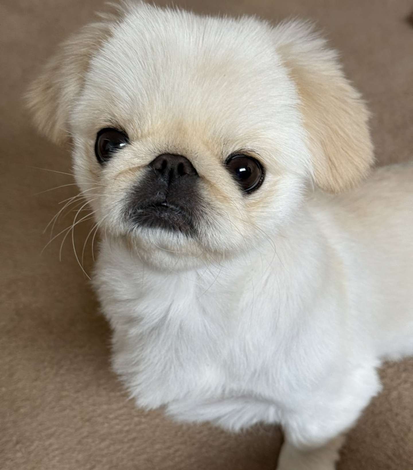 ペキニーズの「える」さん（画像はえるつぁん@pekieru_inuさんの投稿より）