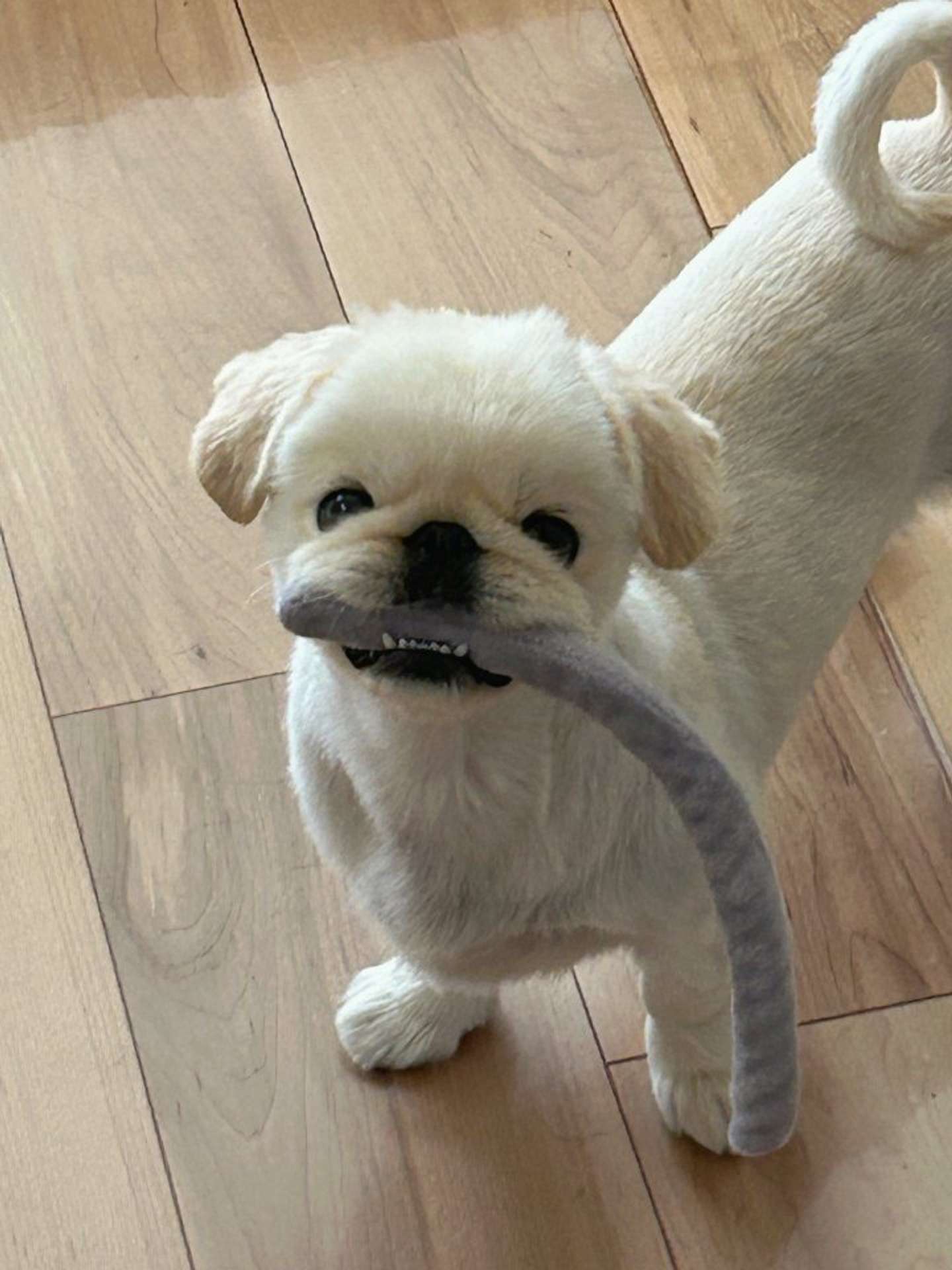 色んなものを咥えている（画像はえるつぁん@pekieru_inuさんの投稿より）