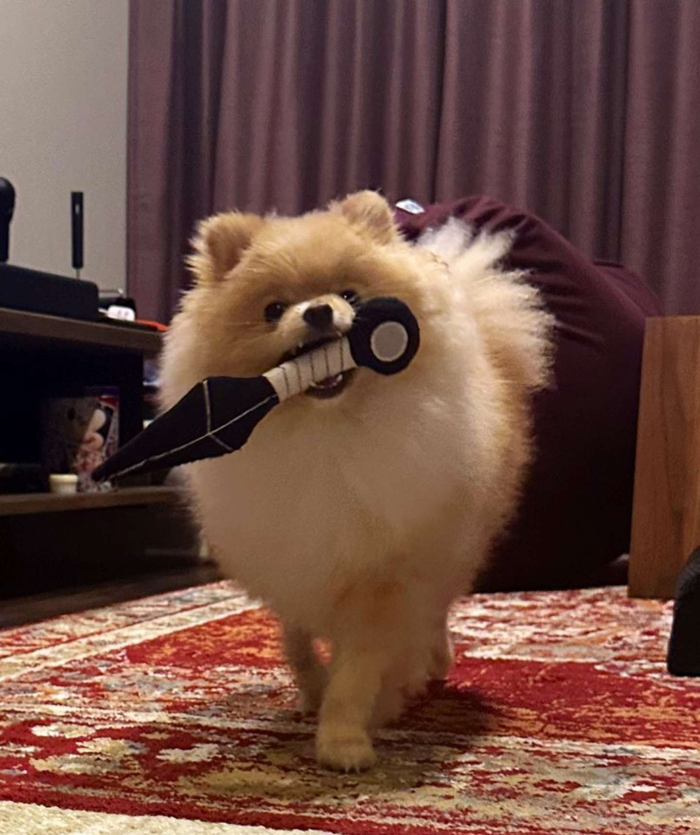 武装している（画像は＠tomaru_kedamaさんの投稿より）