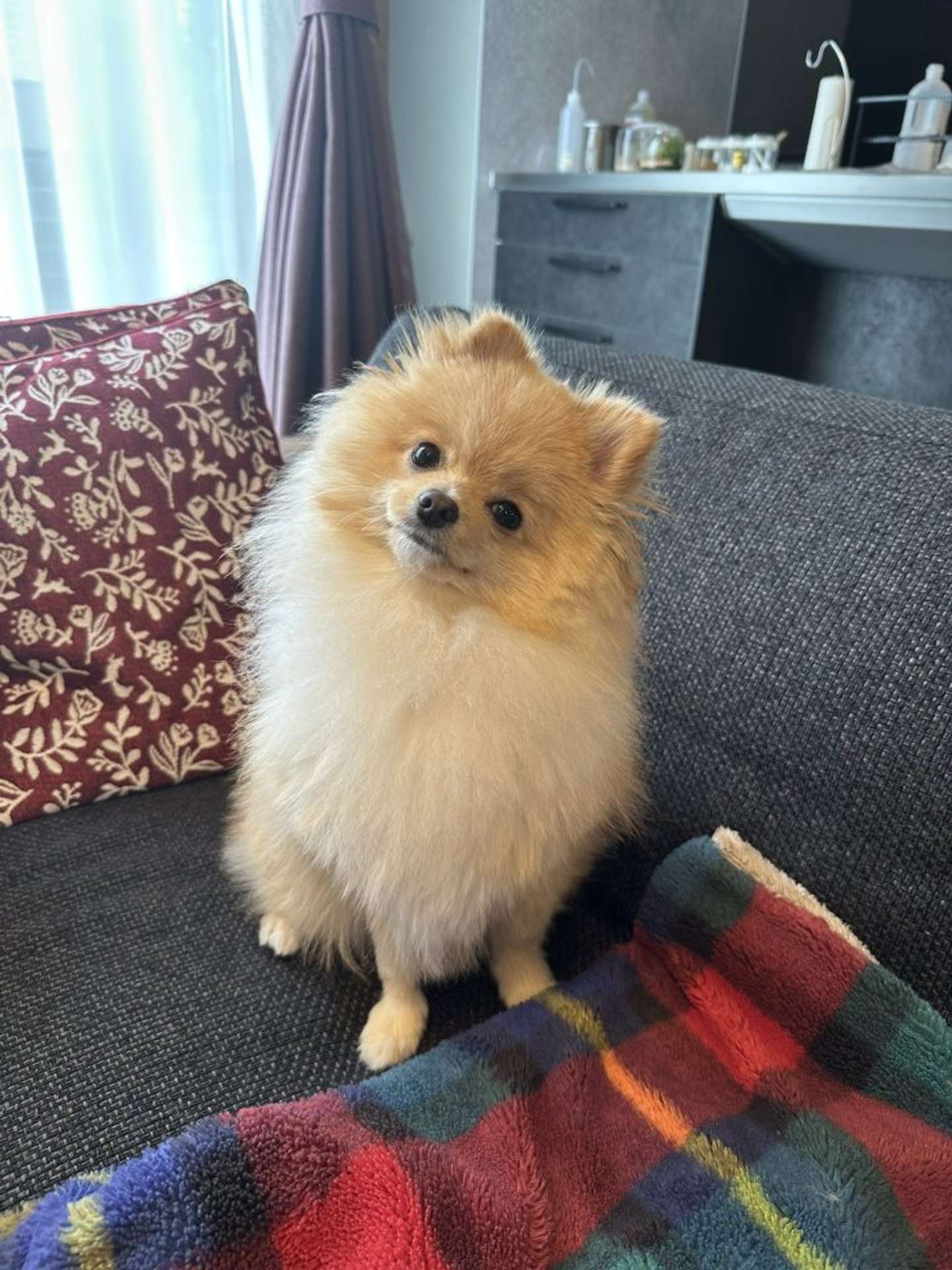 警戒心強め男子のととまるさん（画像は＠totomaru_kedamaさんの投稿より）