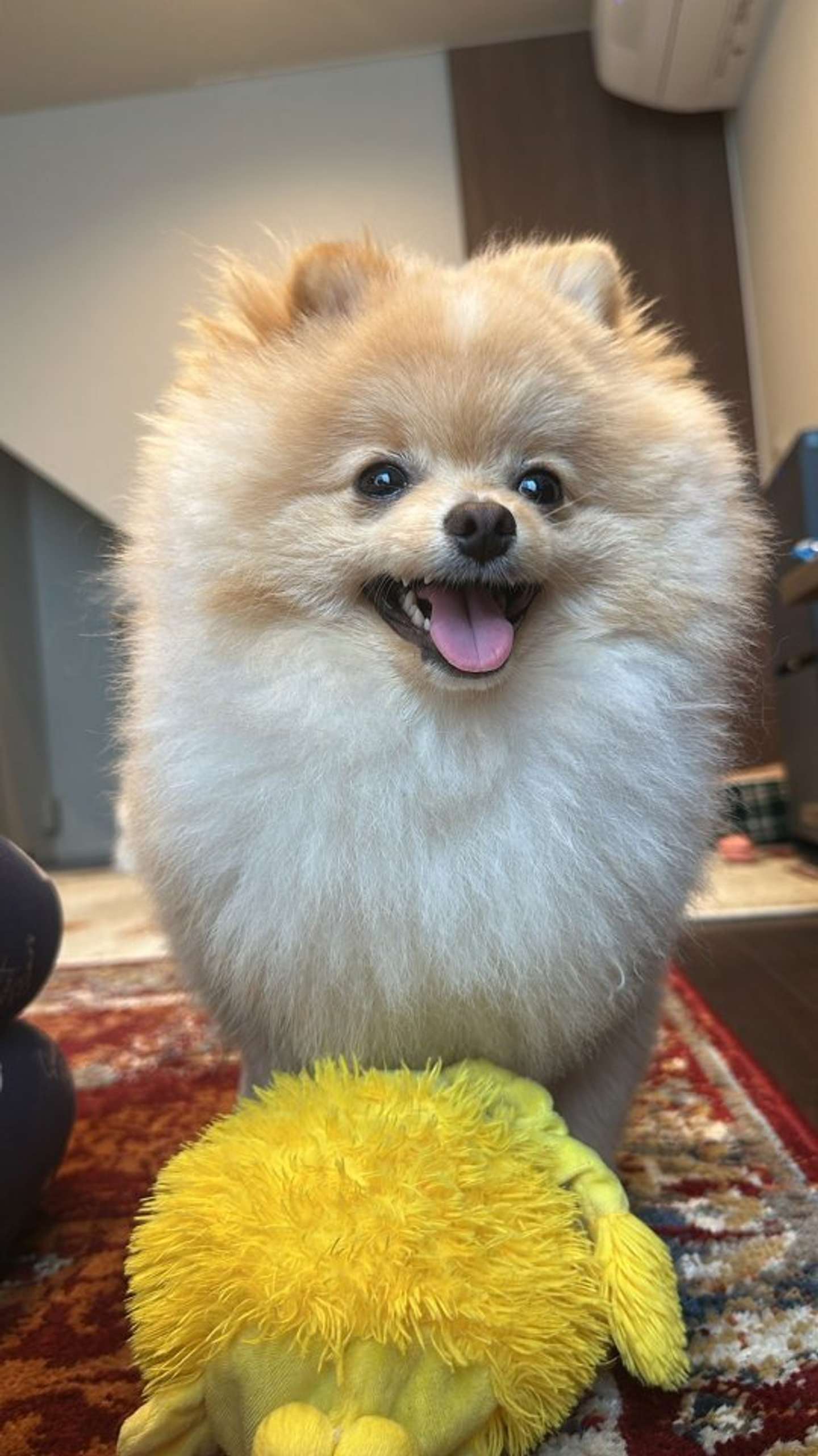 おもちゃで遊ぶのが好き（画像は＠totomaru_kedamaさんの投稿より）