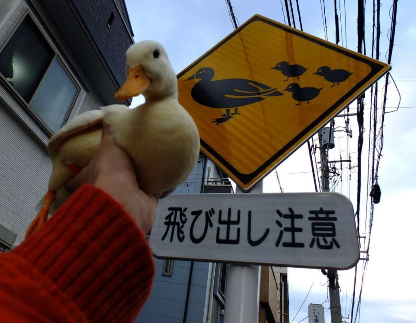 親子と撮り（画像は＠64pan_4rasuさんの投稿より）