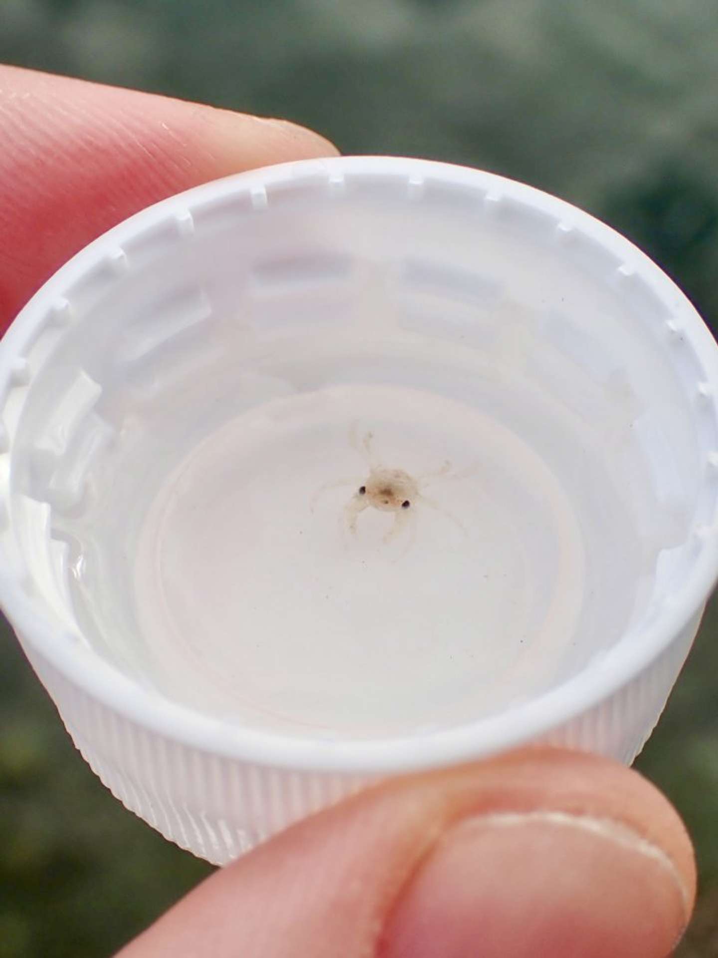 ペットボトルの蓋に入っちゃうカニの赤ちゃん（画像はでんか（＠K_theHermit）さん提供）