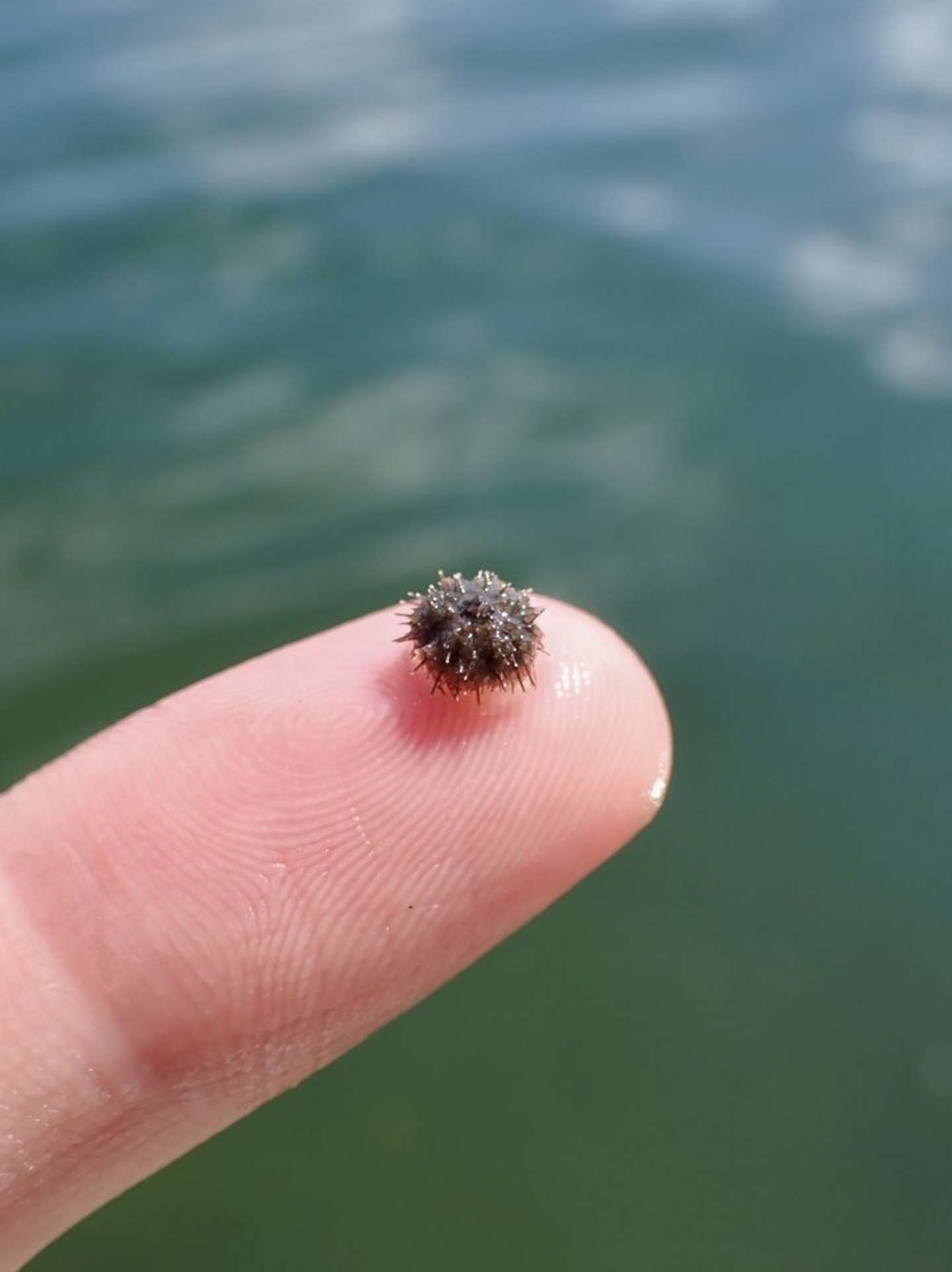 小さくてもトゲトゲなウニの赤ちゃん（画像はでんか（＠K_theHermit）さん提供）