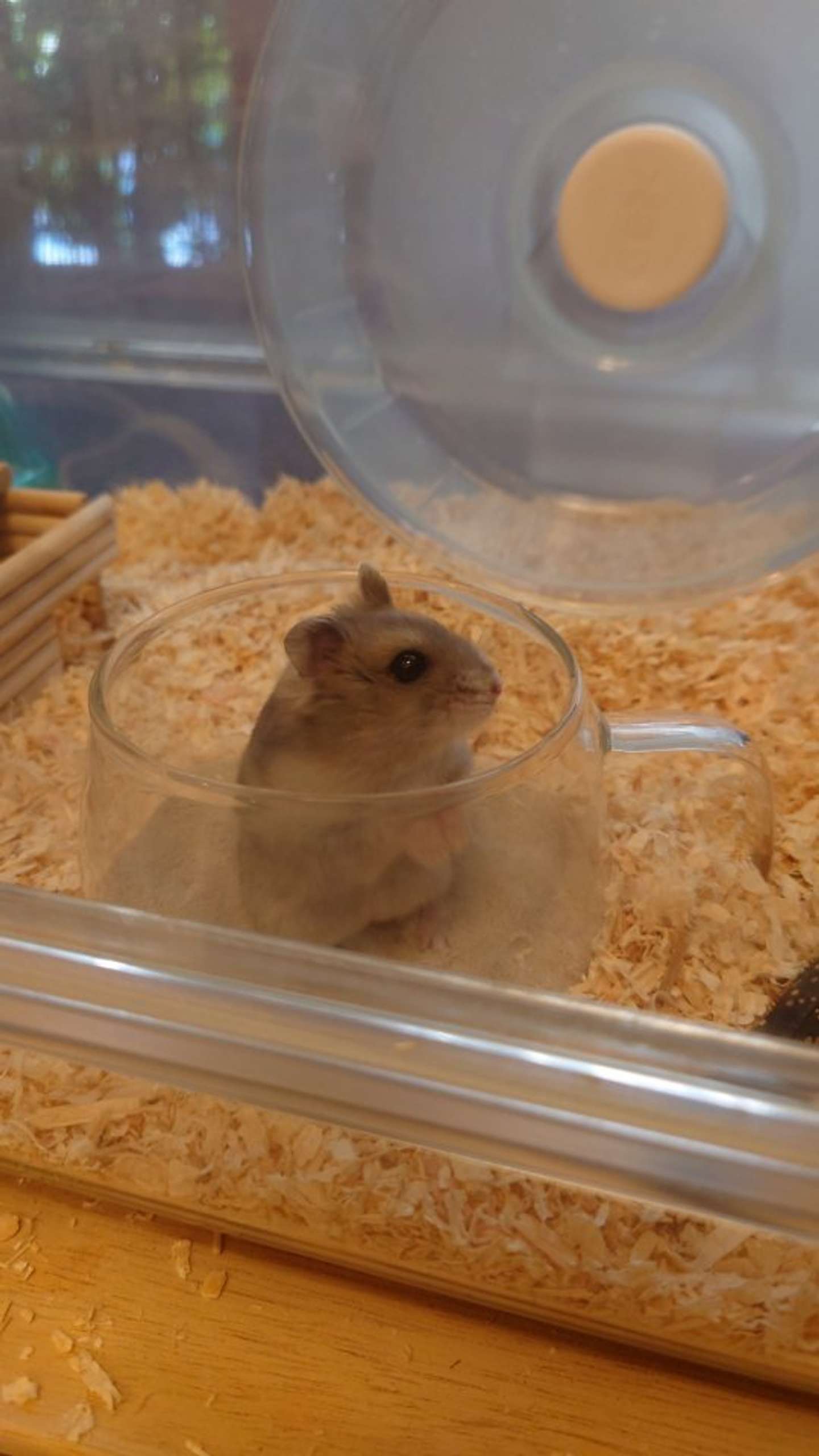 カップにインするいなりちゃん（画像はけまりさんちの仲間たち（＠kemari_no_ouchi）さん提供）