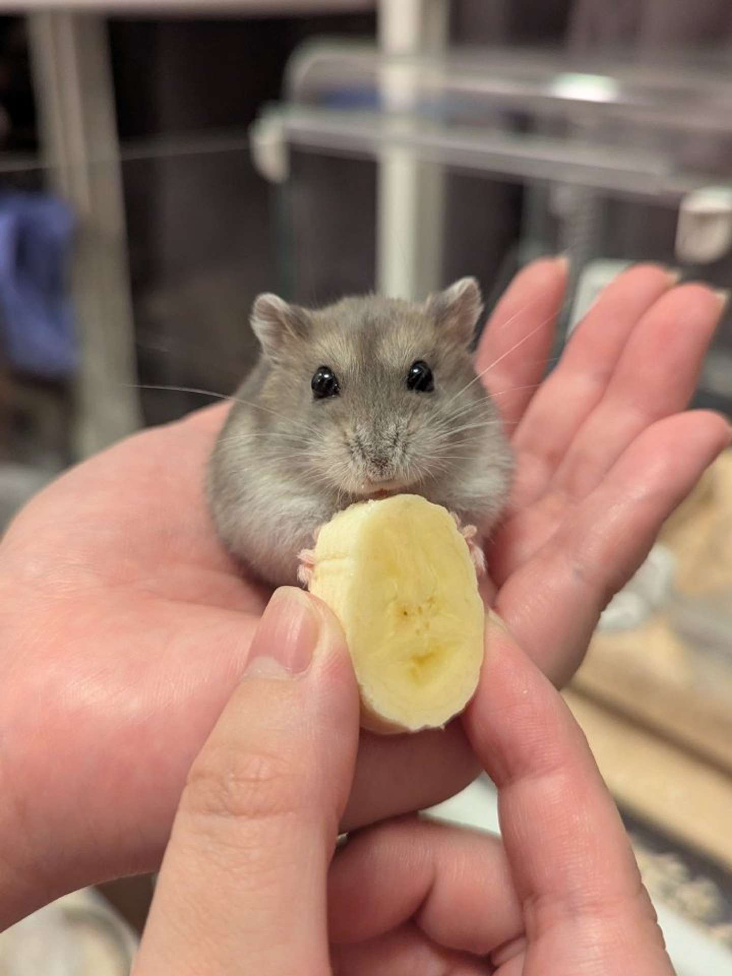 バナナを食べるいなりちゃん（画像はけまりさんちの仲間たち（＠kemari_no_ouchi）さん提供）