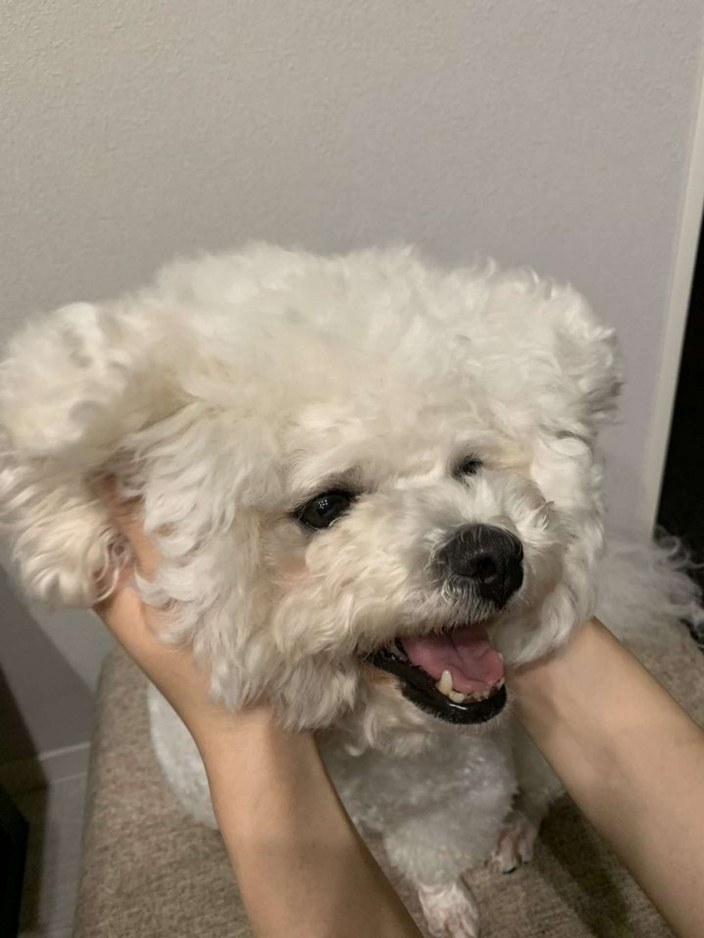 あんこちゃん（画像はあんことおはぎ（＠ANCO_OHAGI）さん提供）