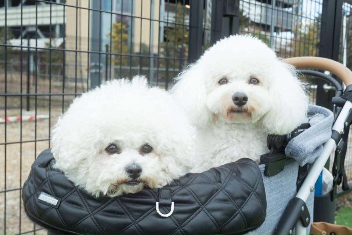 あんこちゃんと、同居犬のおはぎちゃん（画像はあんことおはぎ（＠ANCO_OHAGI）さん提供）