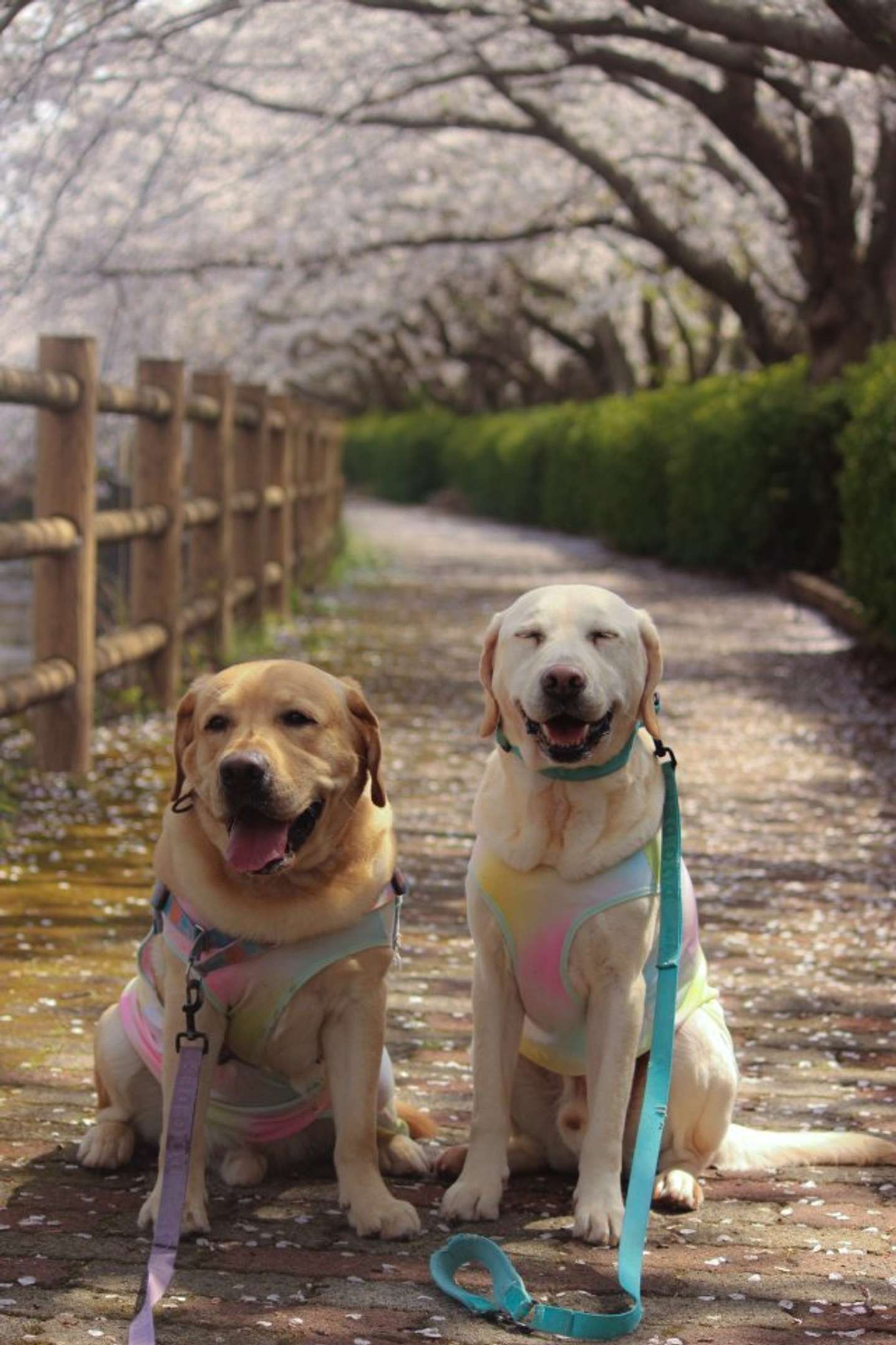 桜とコアくんとキノくん（画像は＠koa_and_kinoさん提供）