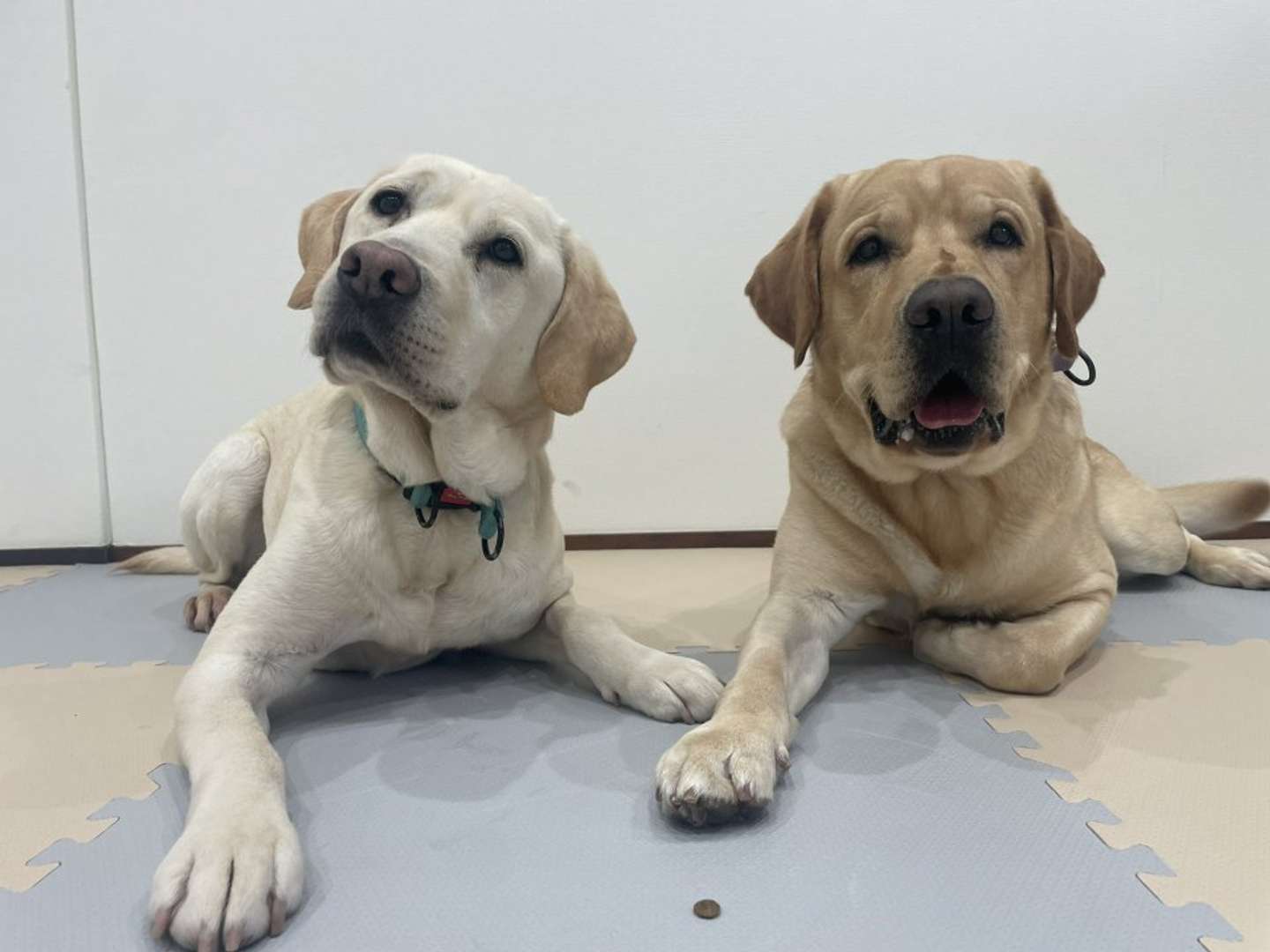 おやつを前にしたコアくんとキノくん（画像は＠koa_and_kinoさん提供）