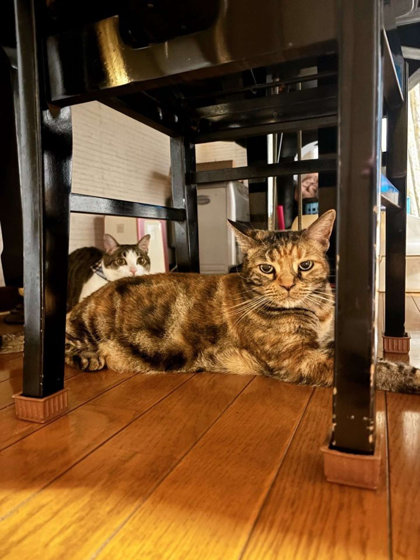 琥珀くんの片思い（画像はハナ（＠chakohakulog）さん提供）