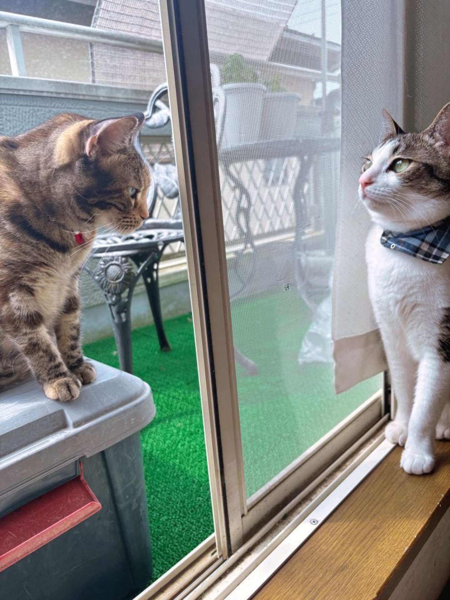 愛があふれて...（画像はハナ（＠chakohakulog）さん提供）