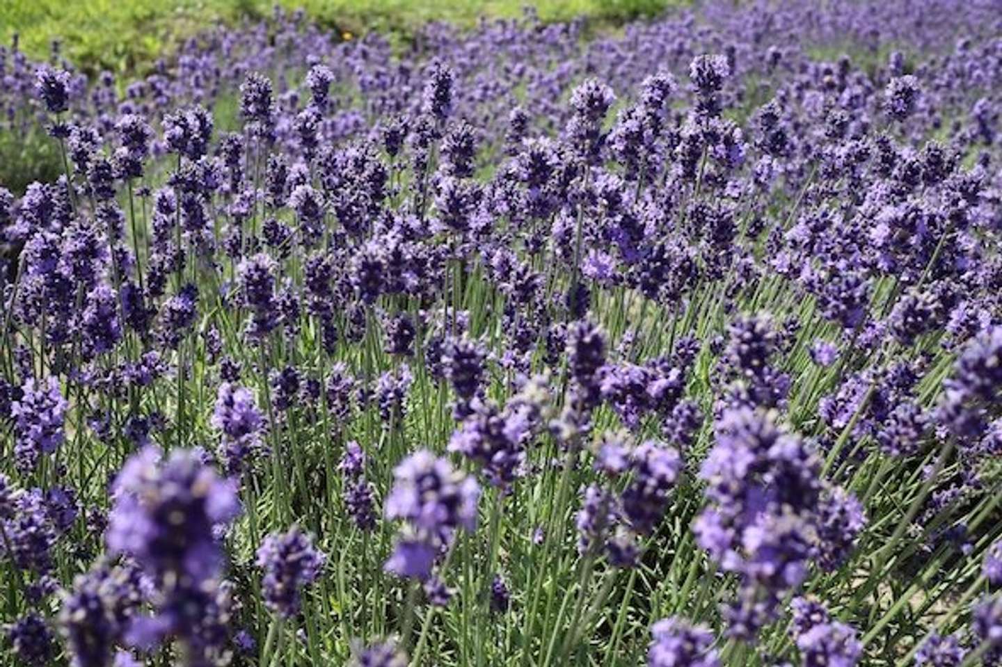 かみふらの十勝岳観光協会の公式Xアカウント（＠kamifurano）の投稿より