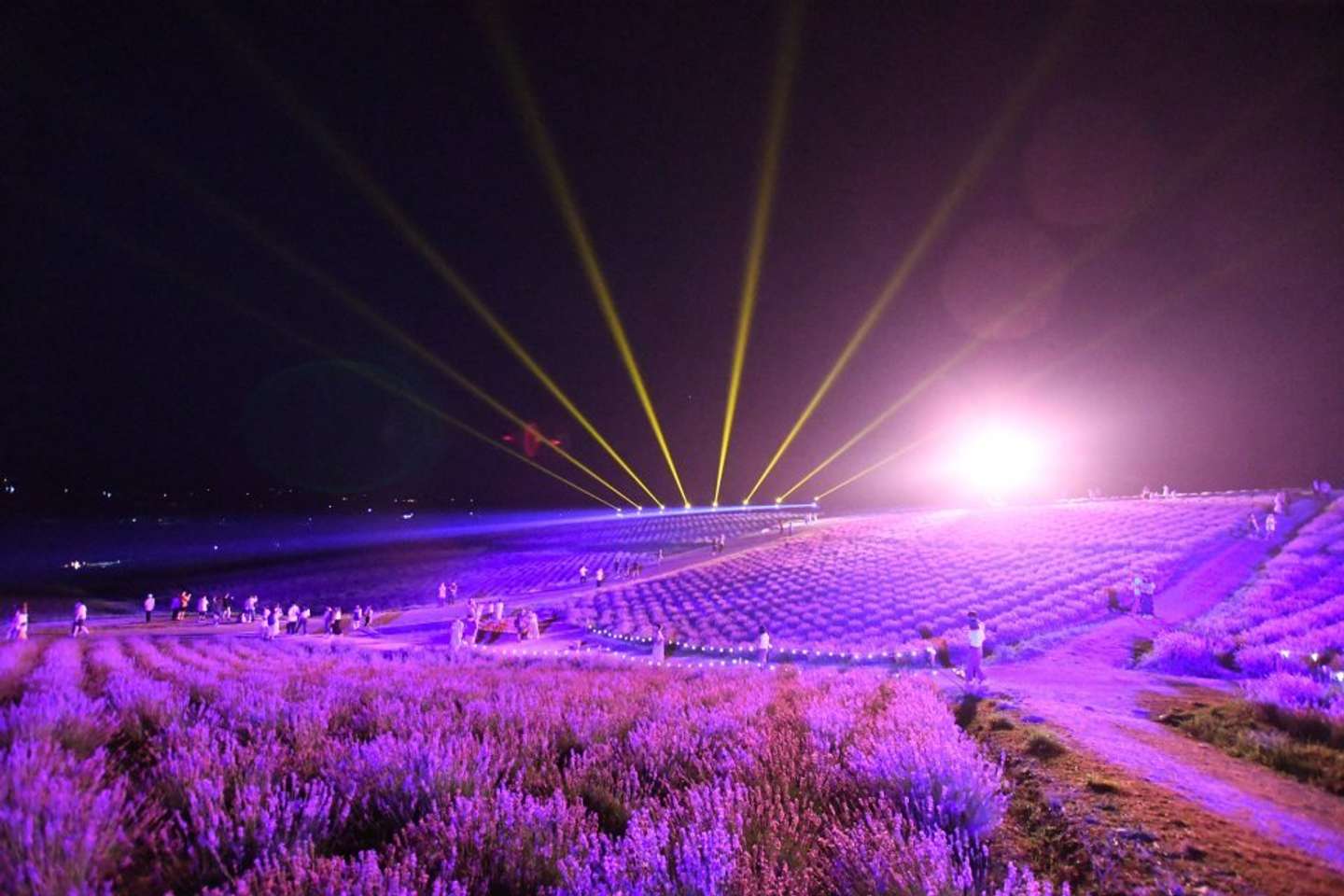 ラベンダーフェスタ2024の様子（かみふらの十勝岳観光協会の公式Xアカウント（＠kamifurano）の投稿より）